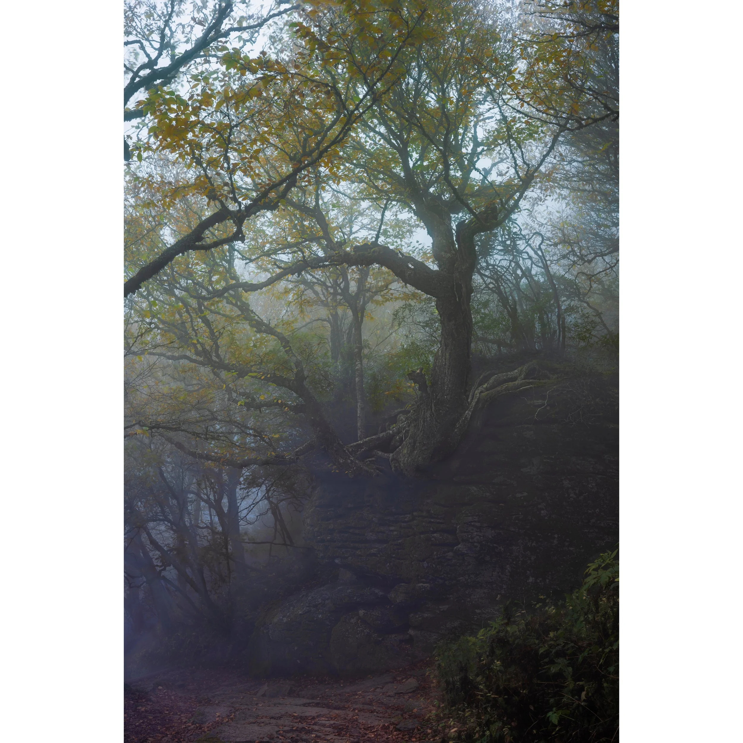 Rooted in the Fog.jpg