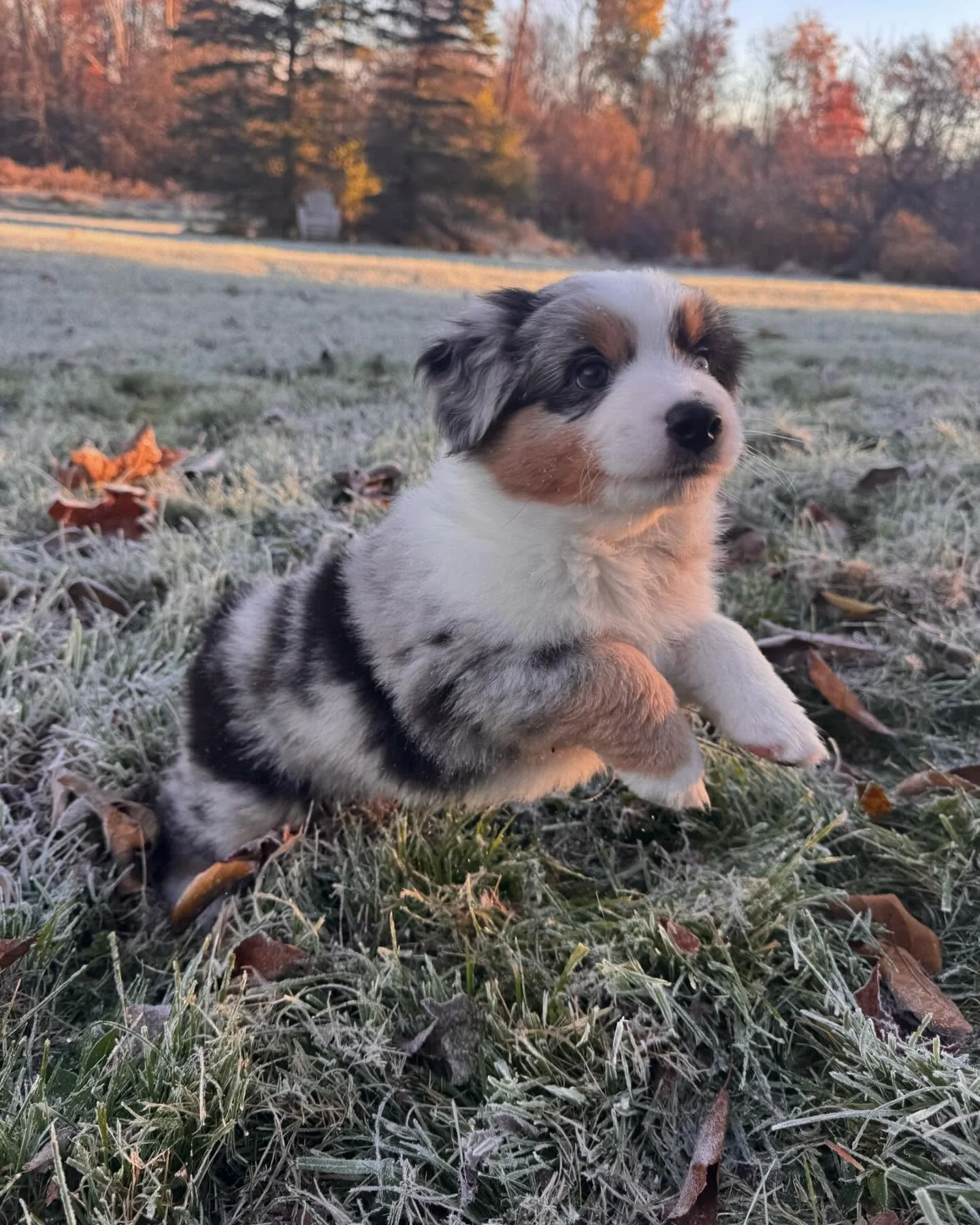 Morning frost run βοΈ #dynastyminis #miniamericanshepherd
