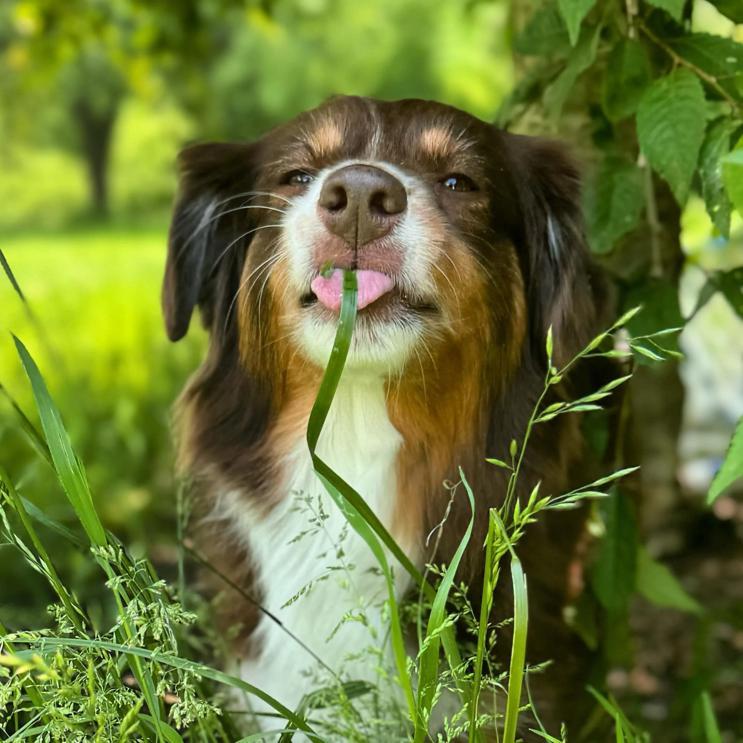Tastes like summer is here! π #dynastymini #akcminiatureamericanshepherd #dogsofinsta #aussieofinsta #miniamericanshepherd