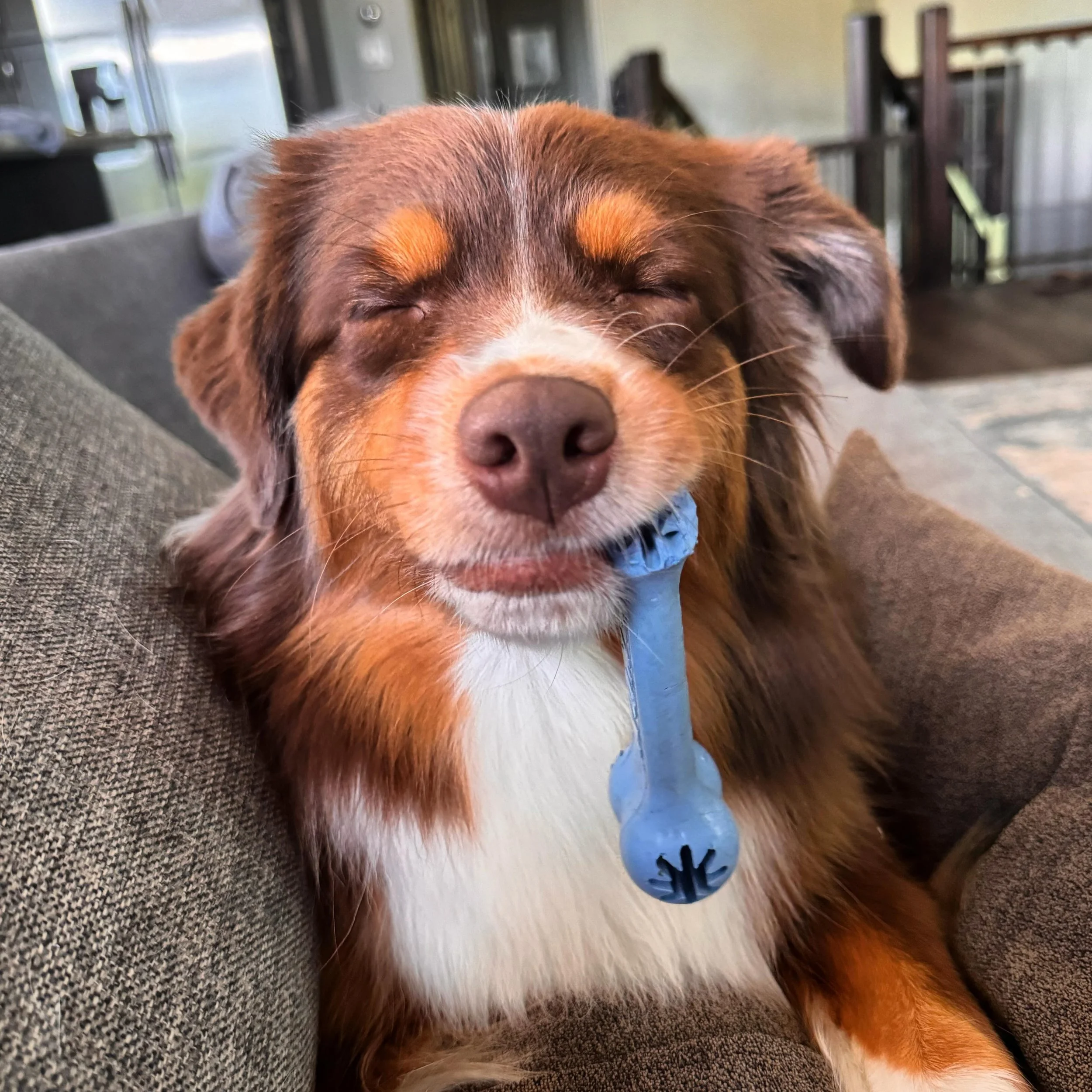 Just barely making it to the weekend π΄ #miniamericanshepherd #redtriaussie