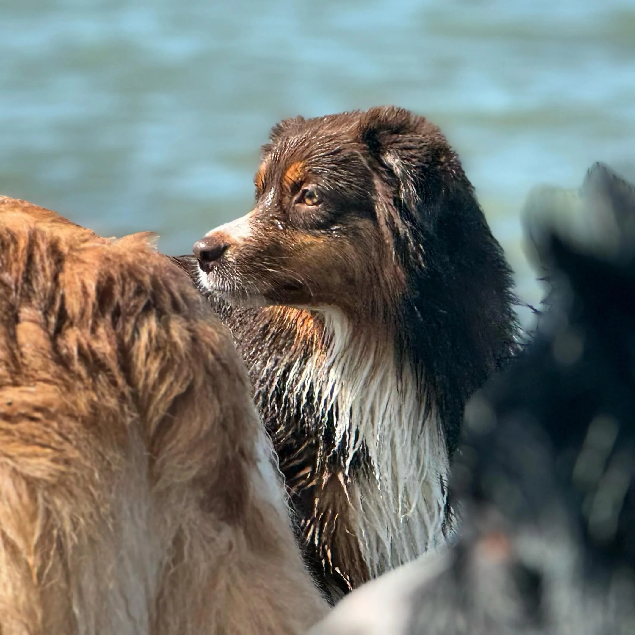 Never too early for a beach day βοΈ #miniatureamericanshepherds #dynastymini #akcmas #miniamericanshepherd #beachdog #dogsofinstagram
