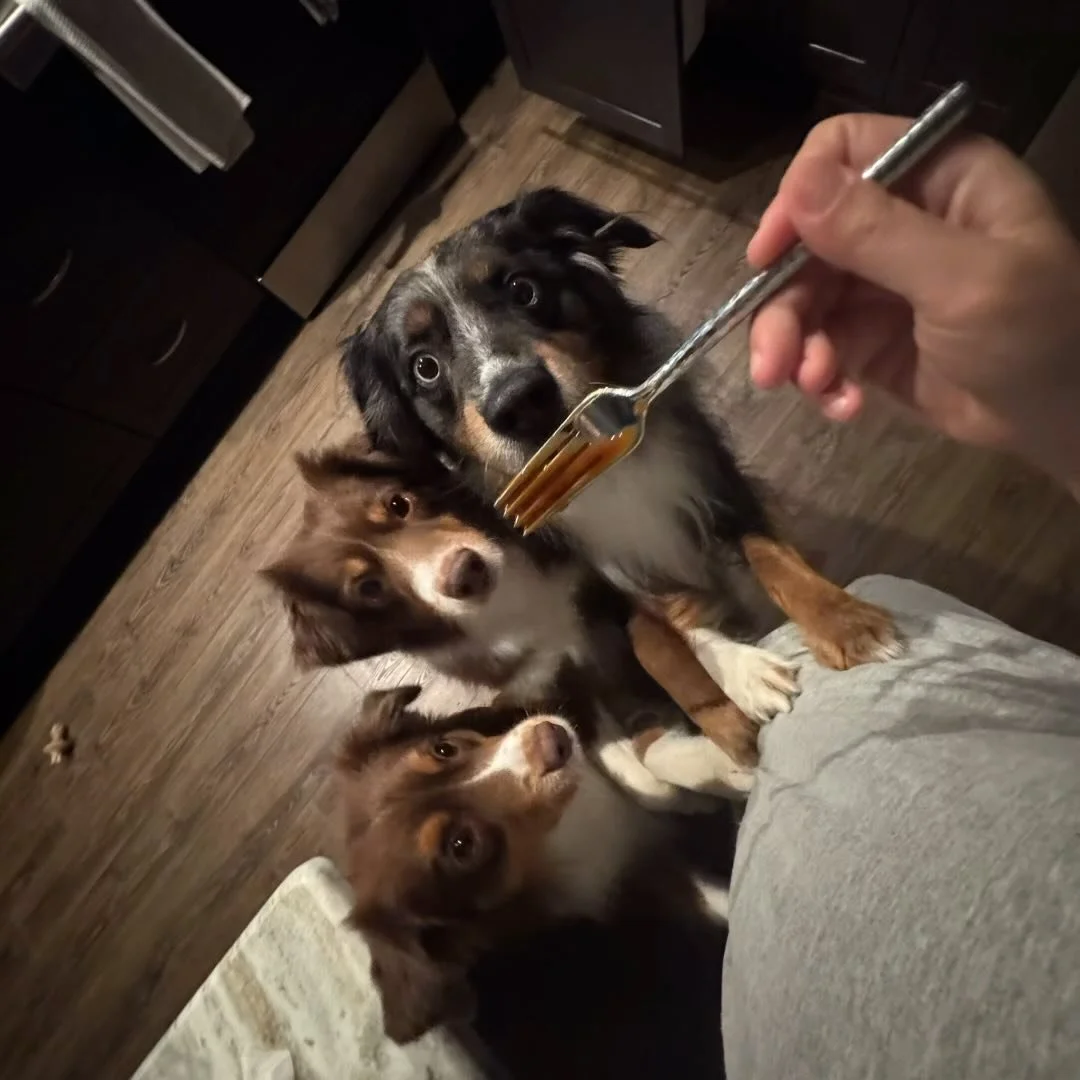 π π #foodhounds #miniatureamericanshepherds #akcmas #dogsofinstagram