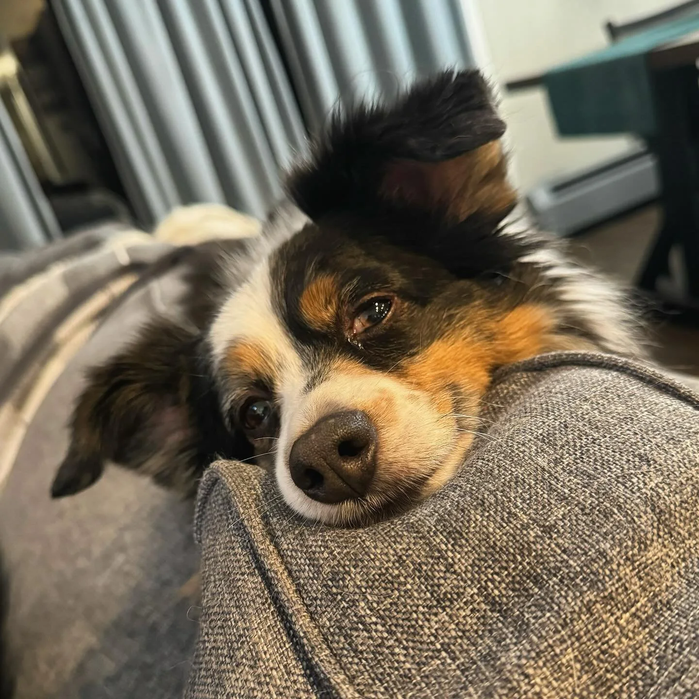 10 years old and still the best ham for the cameras πΈ #miniaussie #miniaussiesofinstagram