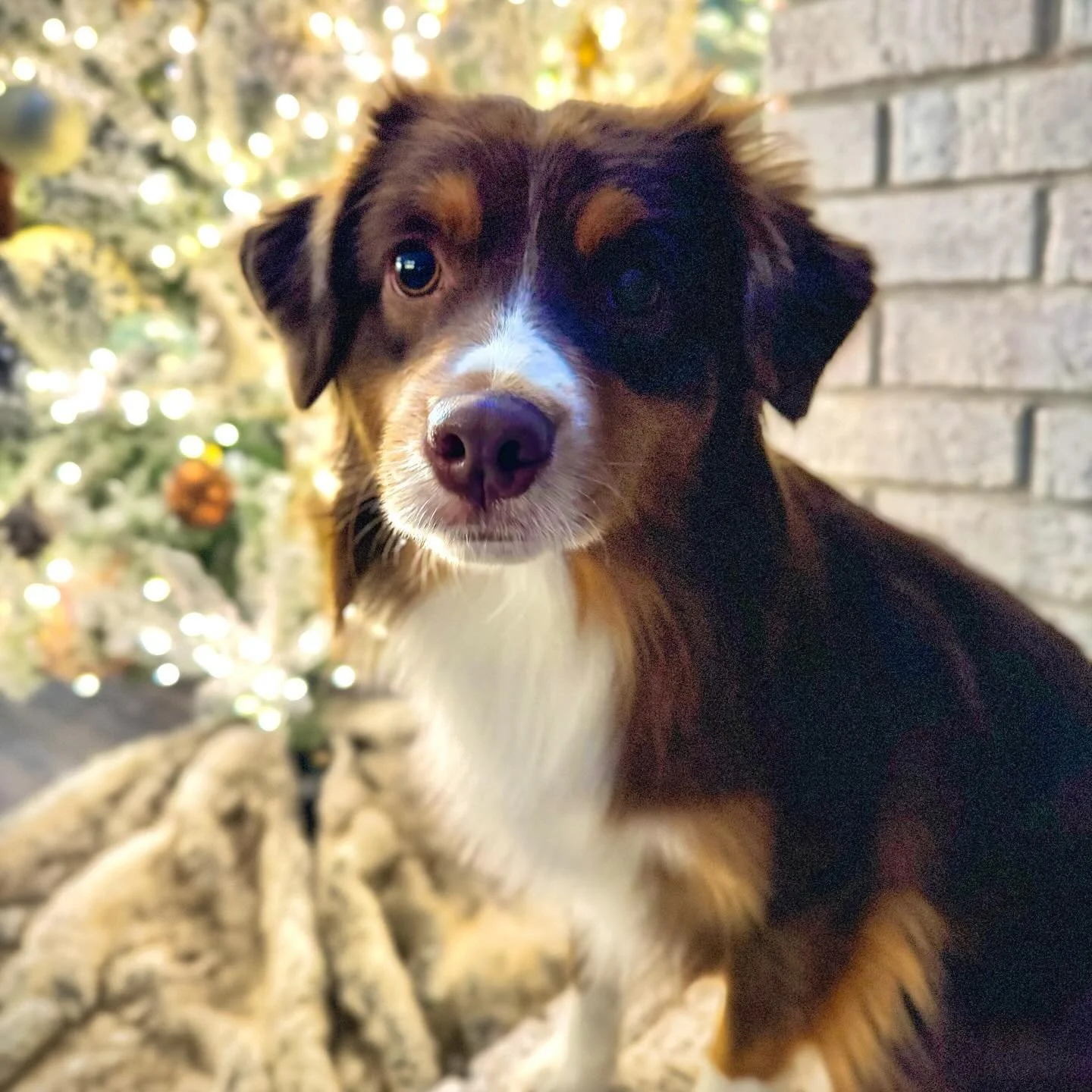 Ready for Christmas presents! π #miniamericanshepherd #dynastyminis #akcmas #redtri #christmasdog #miniatureamericanshepherd