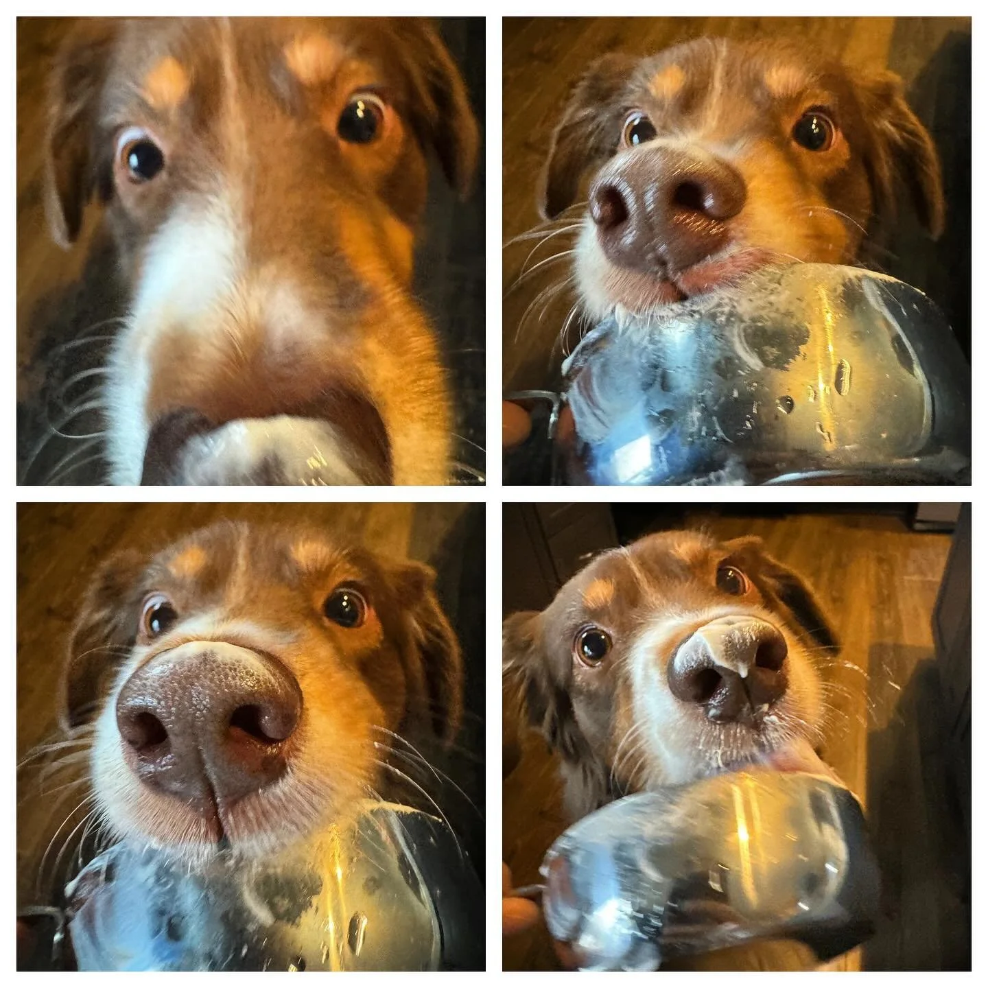 “Lick Permitted: Maisel’s Kitchen Chronicles”
This series explores the whimsical and joyous moments when our furry friend, equipped with a keen sense of smell, taste, and an undeniable love for the kitchen, indulges in the pleasur