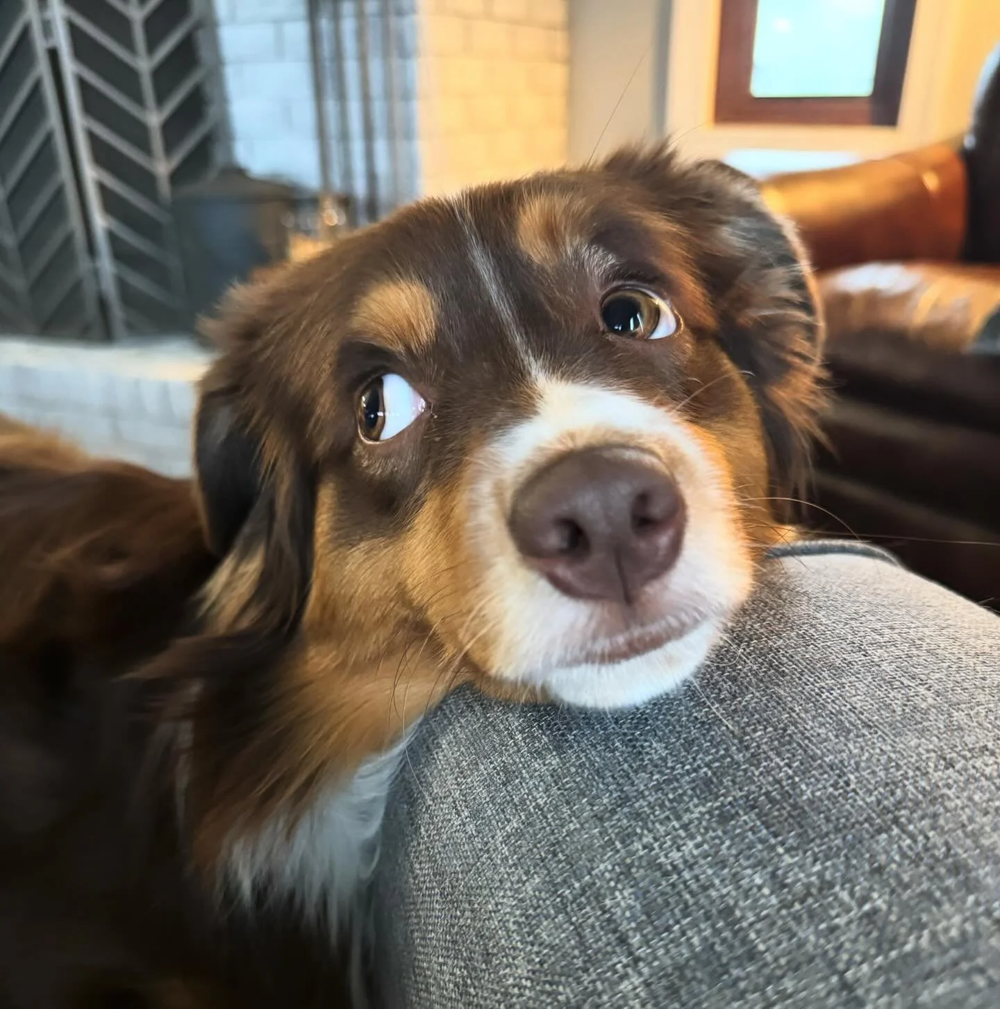 “I wish mom would show more people how adorable I am” -Leviosa (probably) π
I always forget about Instagram π¬ #miniamericanshepherd #redtri #dynastymini