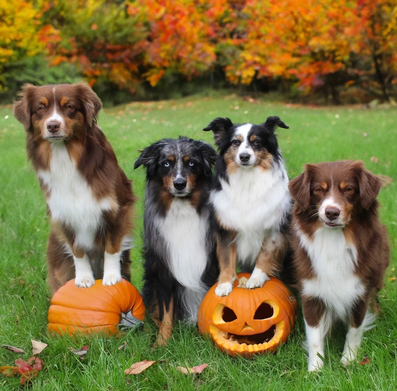 π HAPPY FALL π #miniamericanshepherds #akcmas #fallfoliage #pumpkinspicefamily #miniamericanshepherdsofinstagram