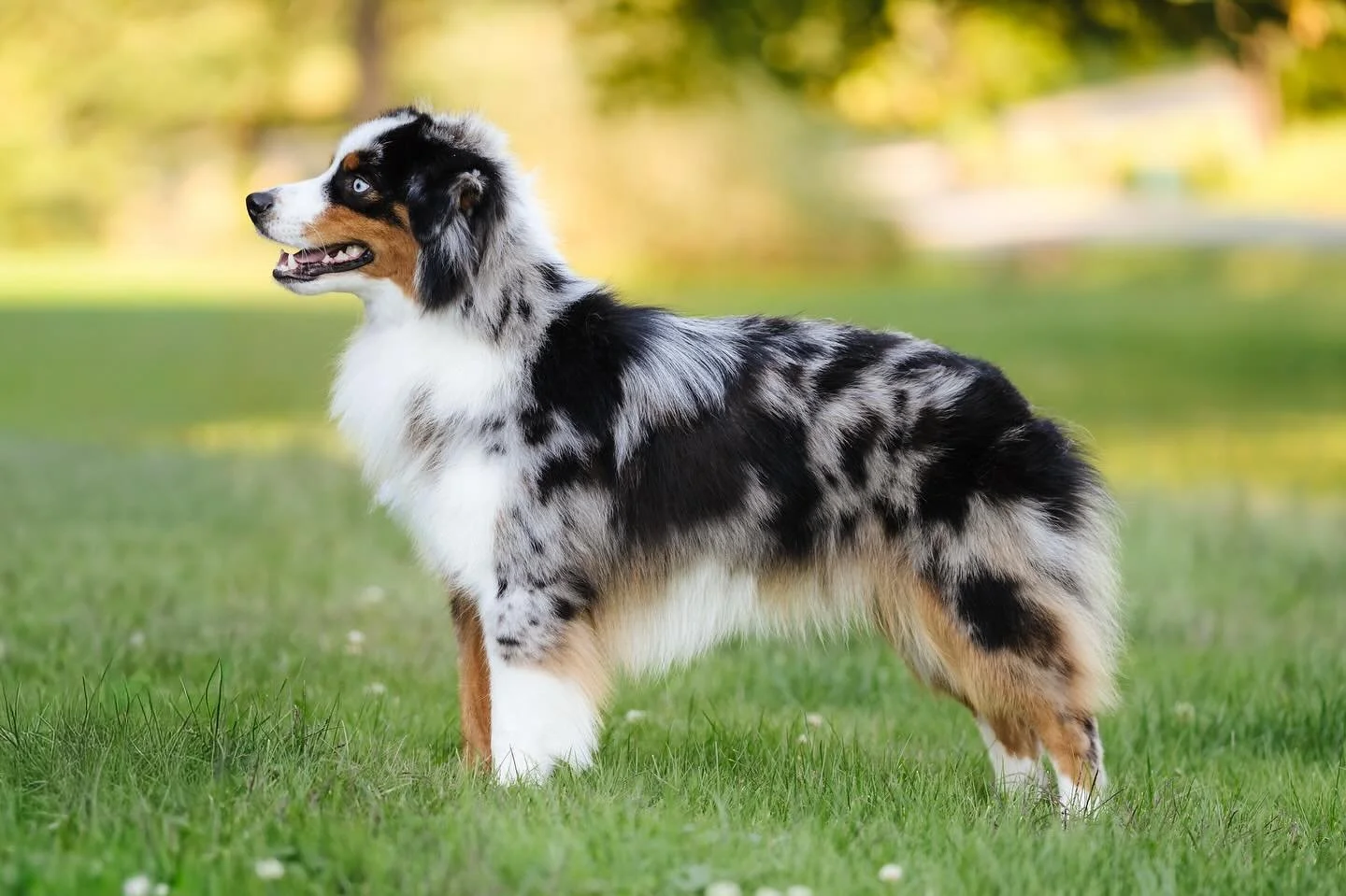 I forget about Instagram ๐
but in honor of Lincoln’s first birthday we did a mini photo shoot with @lifewithcollies! ๐ค ๐ค Links is just a happy sweet goober who consistently surprises me with moments of brilliance as we work on foundations fo