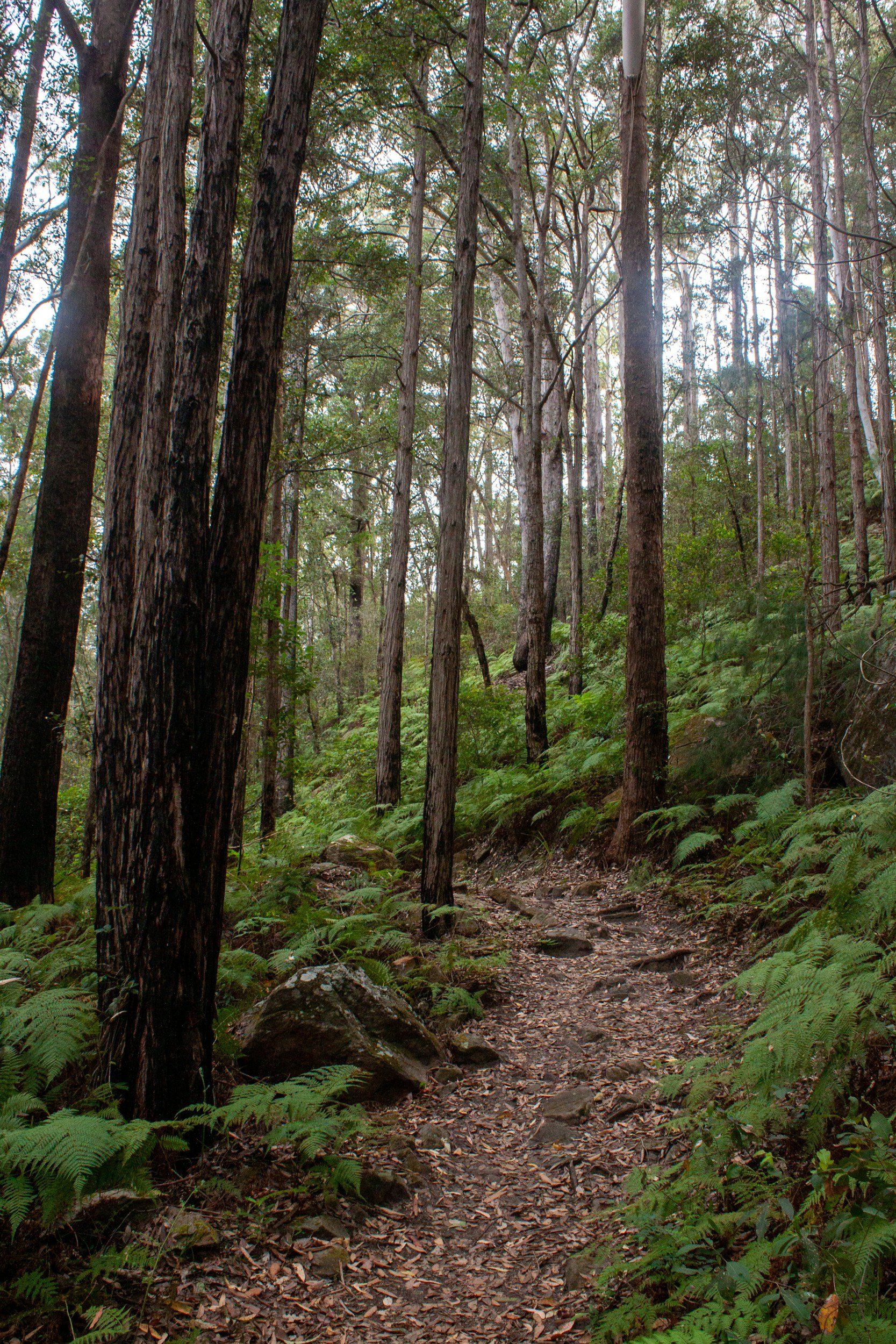 A dirt trail winding through a dense forest with tall trees and green ferns.