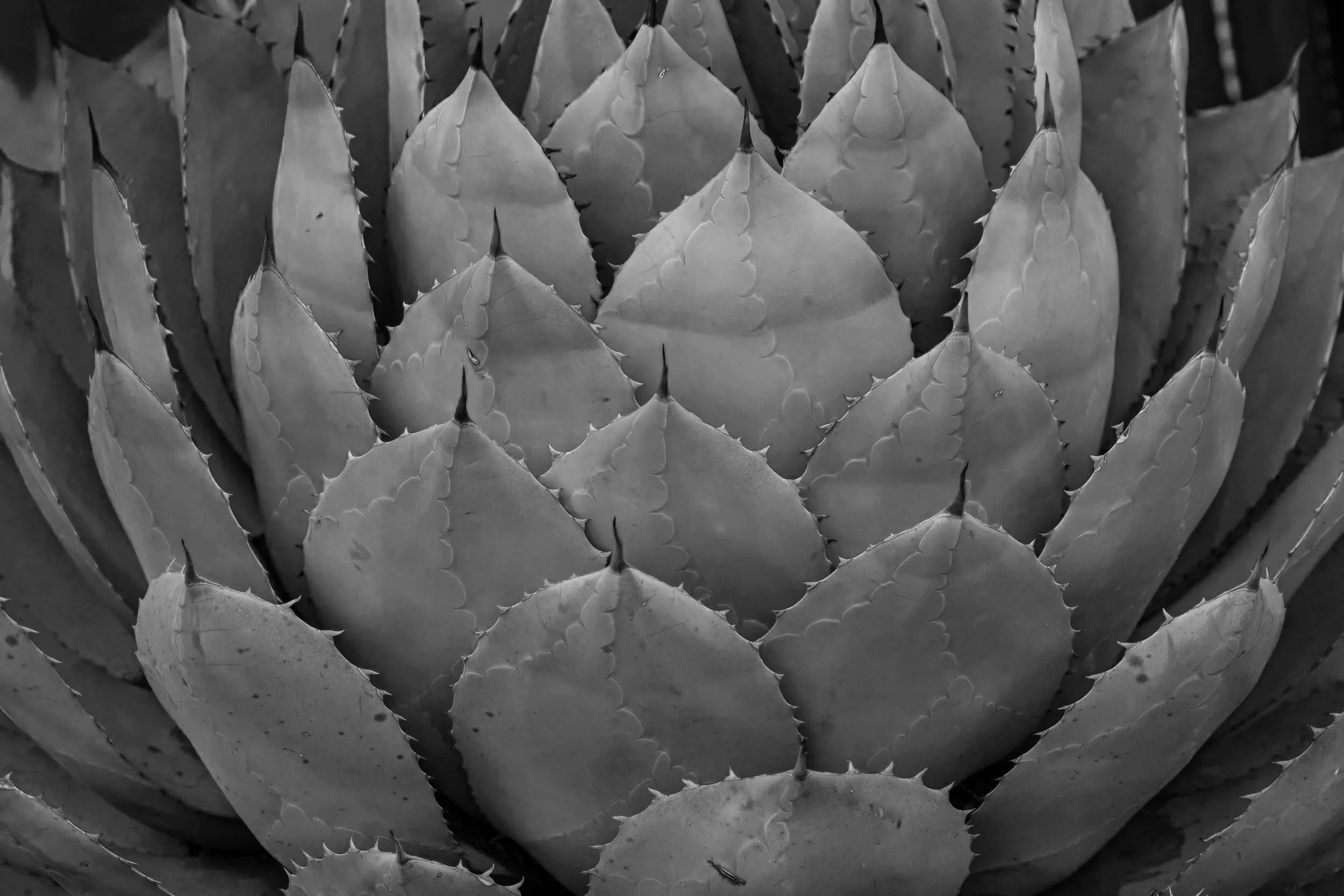 Close-up black and white photo of an agave plant showing tightly packed, spiked leaves arranged in a rosette pattern.