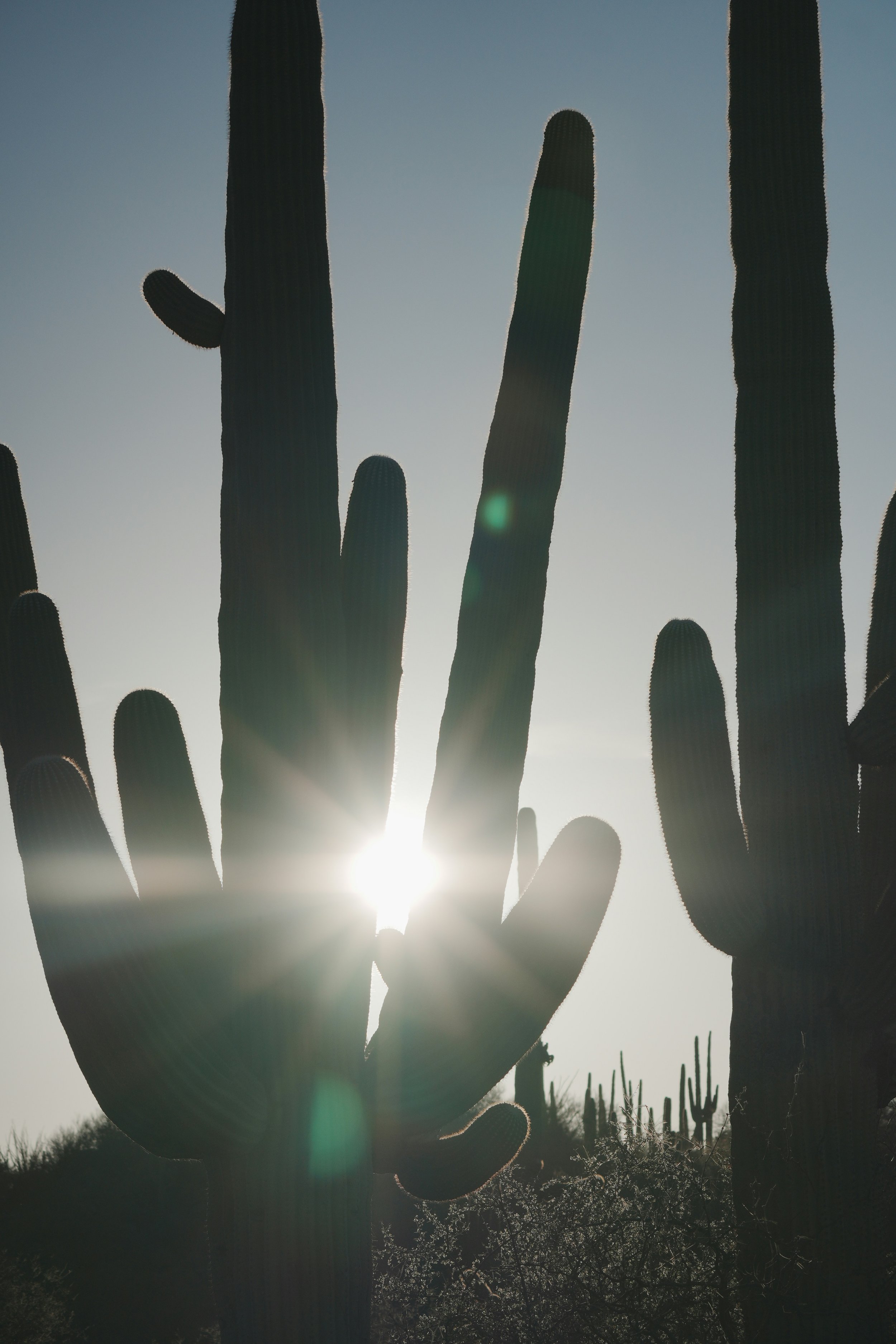 Silhouette of cactus plants with the sun shining through the gaps, creating a bright flare.