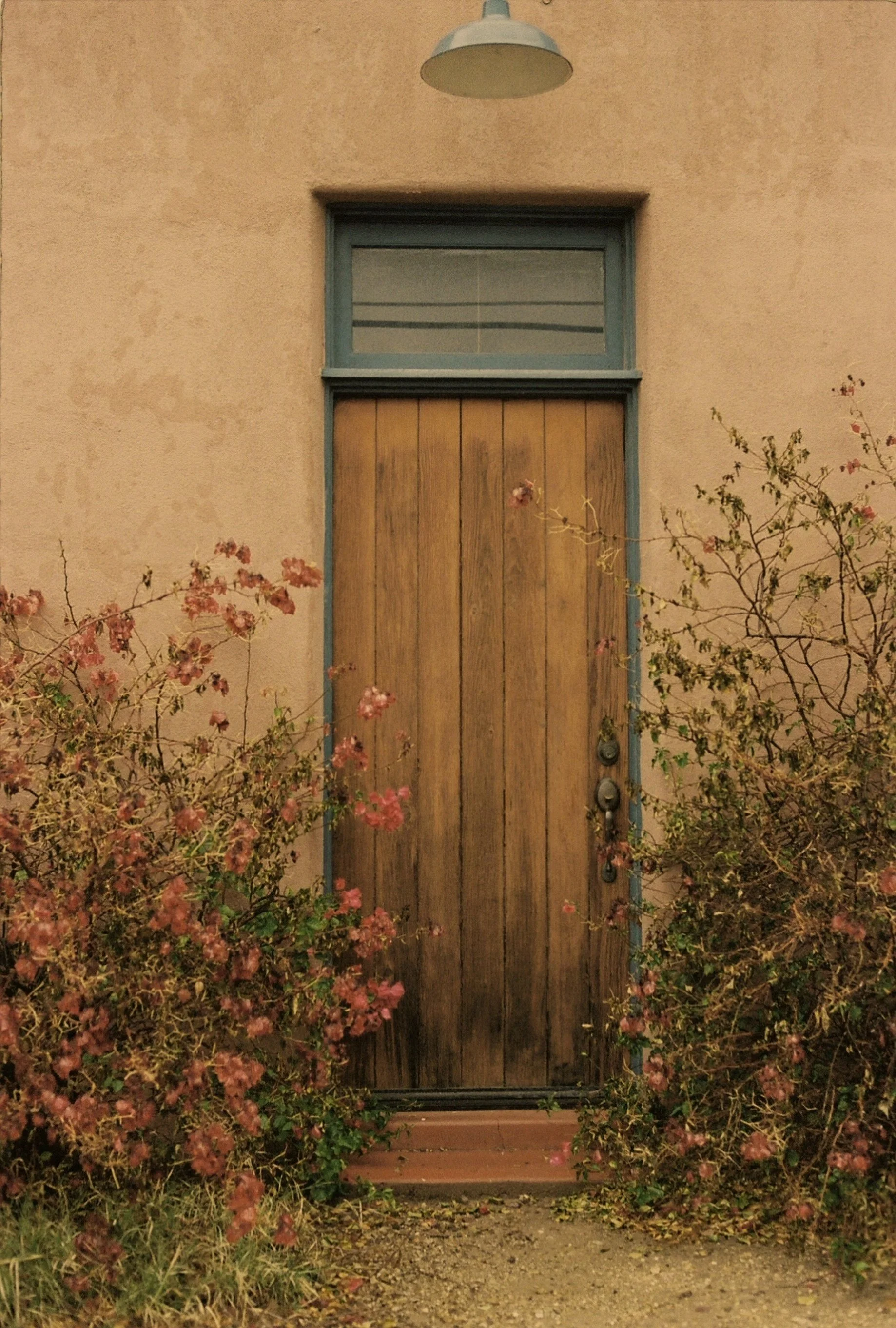 Wooden front door with a rectangular window above it, framed in blue, surrounded by pink flowering bushes.