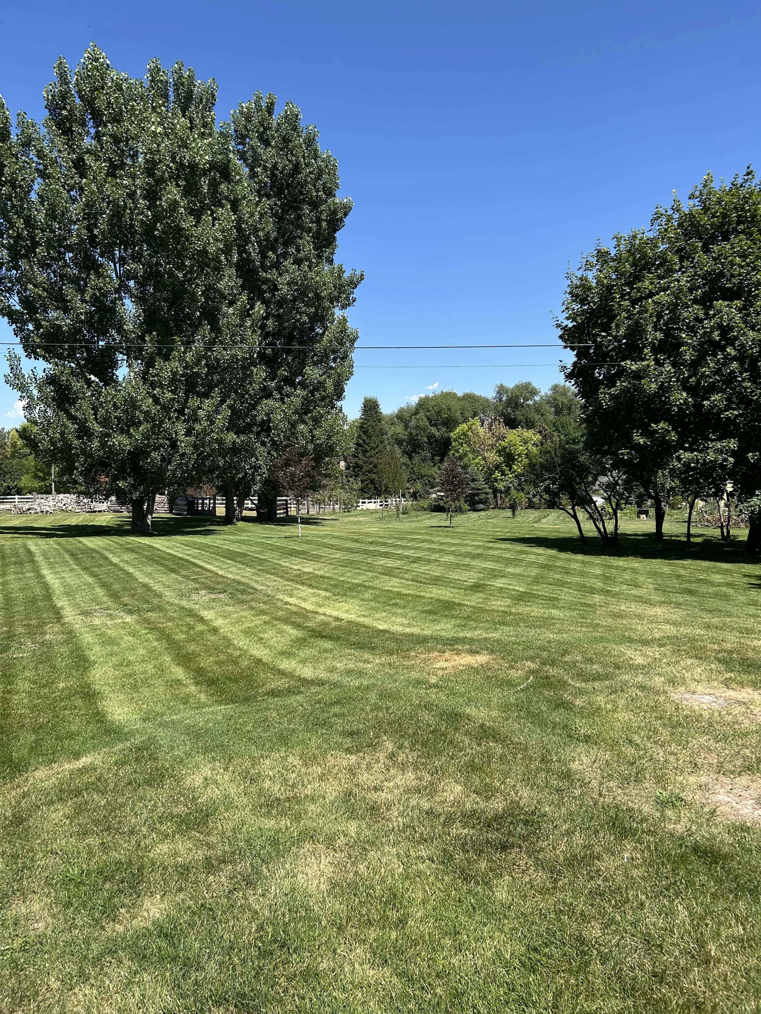 A well-maintained grassy field with striped mowing patterns, tall trees on the left and right sides, and a clear blue sky overhead.