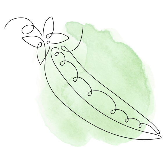 black and white line drawing of a sugar snap pea with a green watercolor splash as a backdrop.