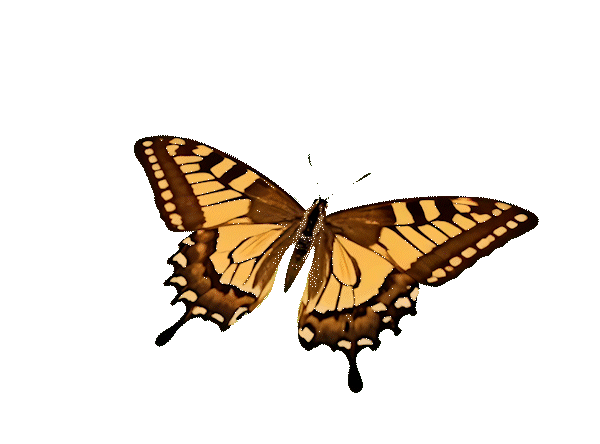Disrupt Butterfly