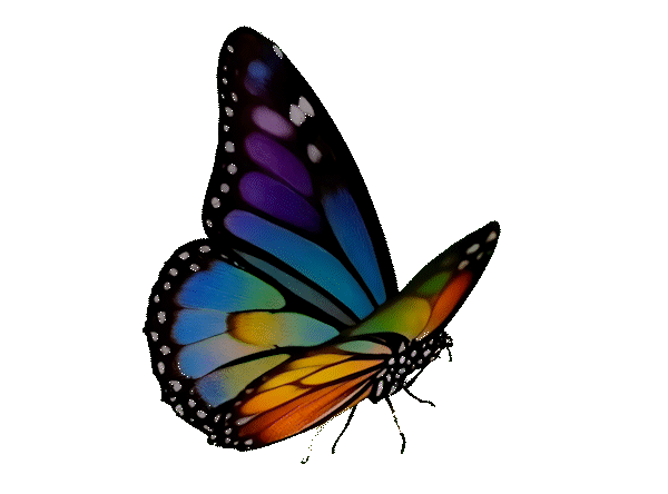 Disrupt Butterfly