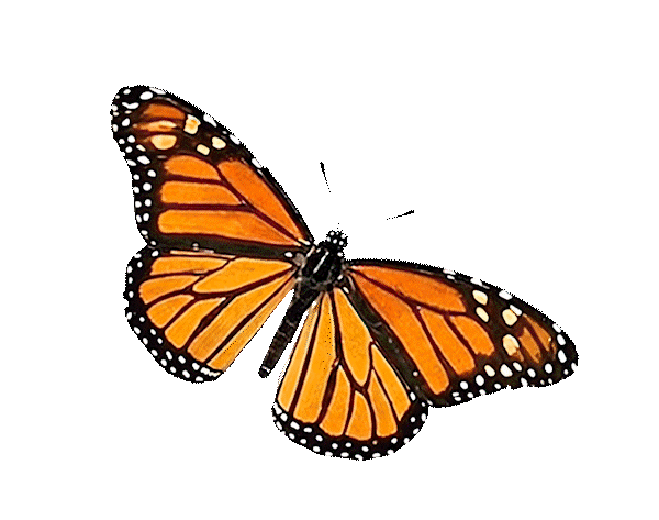 Disrupt Butterfly