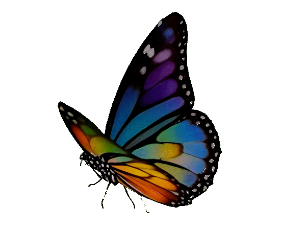 Disrupt Butterfly