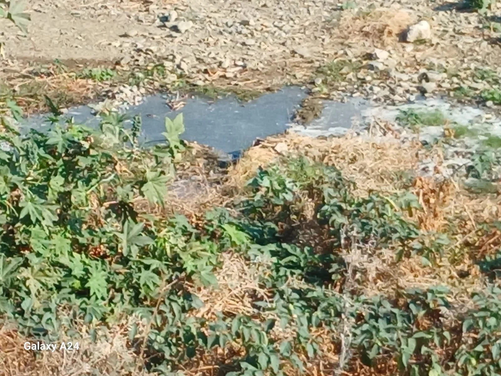 Lefke Ekoloji Derneği, yetkilileri Lefke Gemikonağı Deresi’ndeki foseptik akışı konusunda göreve çağırdı