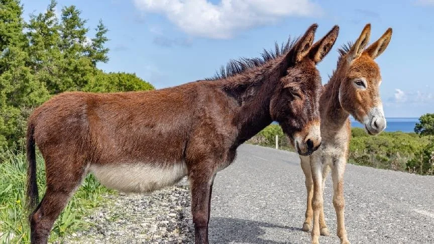 Karpaz Koruma Derneği, Karpaz eşekleri ile ilgili çözüm önerisinde bulundu