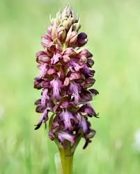 "14. Geleneksel Orkide Vadisi Gözlem Yürüyüşü" pazar günü yapılacak