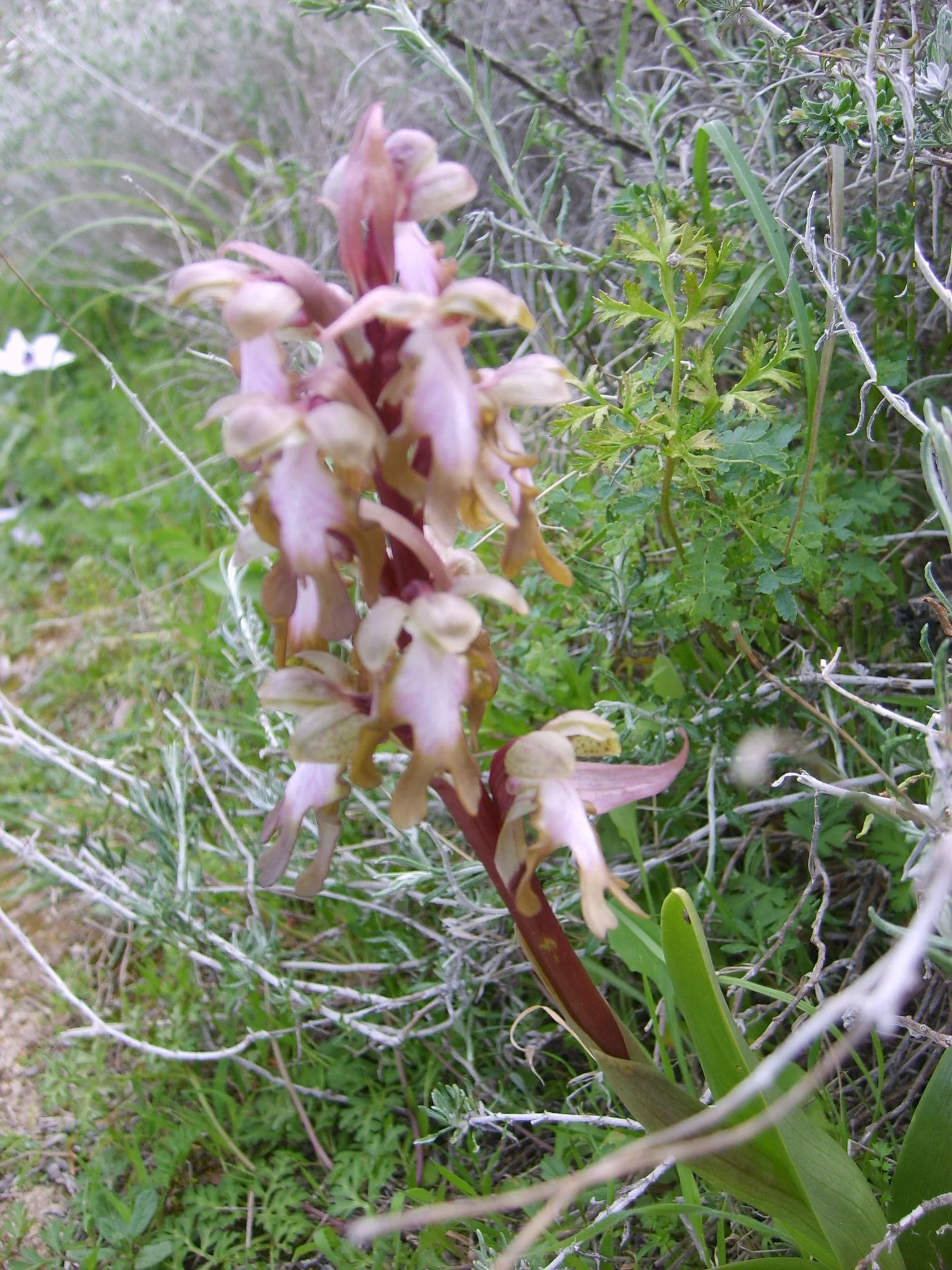 "14. Geleneksel Orkide Vadisi Gözlem Yürüyüşü" pazar günü yapılacak