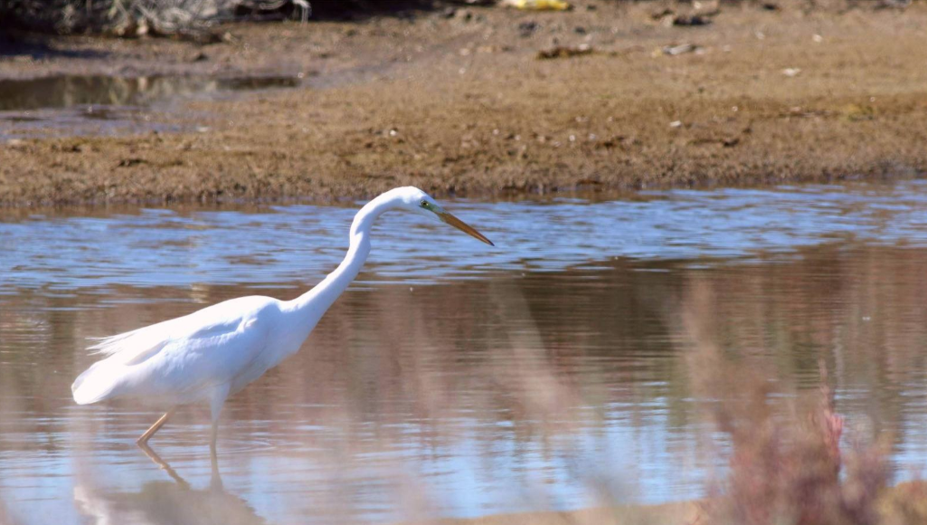MAKAMER: "Sulak alanlar iklim krizi ve biyolojik çeşitlilik kaybına karşı korunması gereken alanlardır"