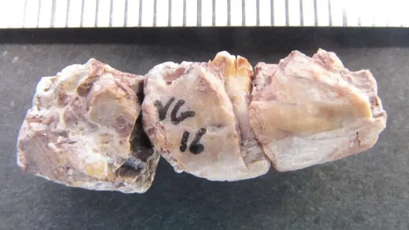 Bilim insanları tavuk büyüklüğünde bir dinozor keşfetti: “Dünyanın en küçüğü olmaya aday”