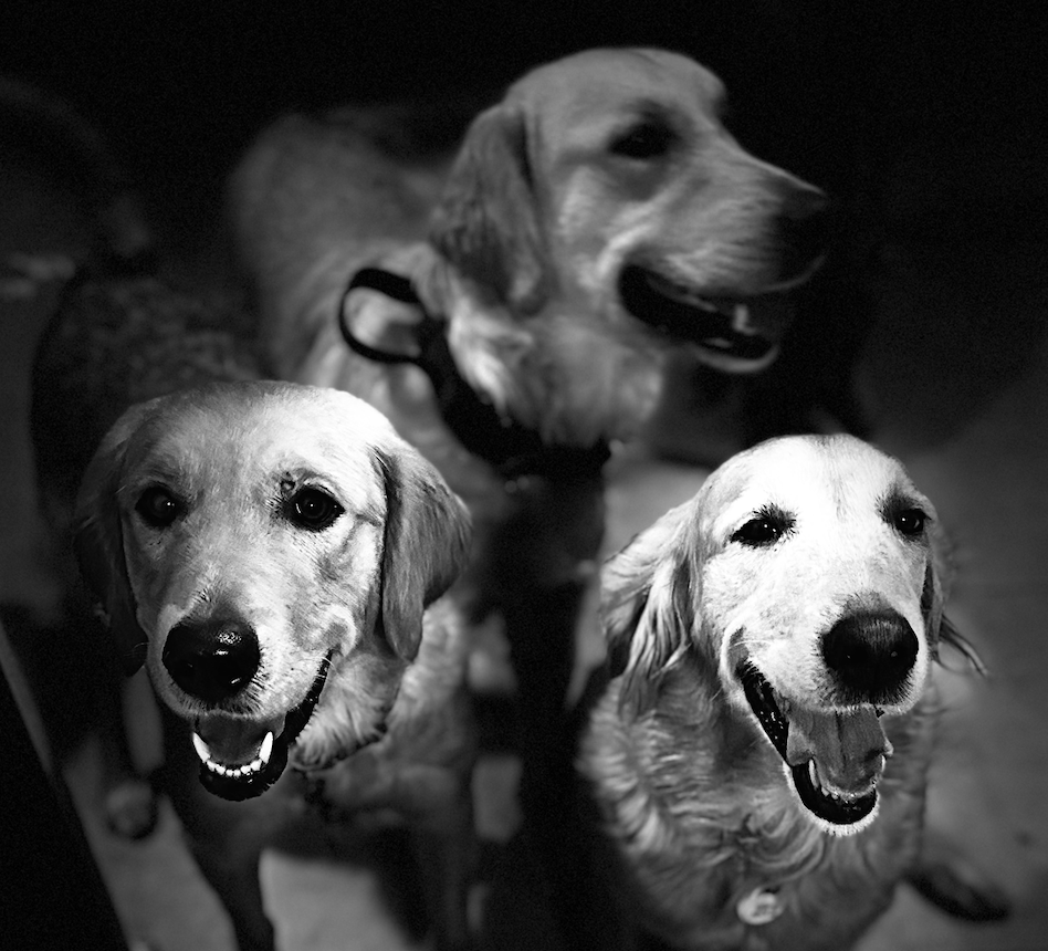 Golden Retriever’larda insan genleri… Şaşırdık mı? Pek sayılmaz...