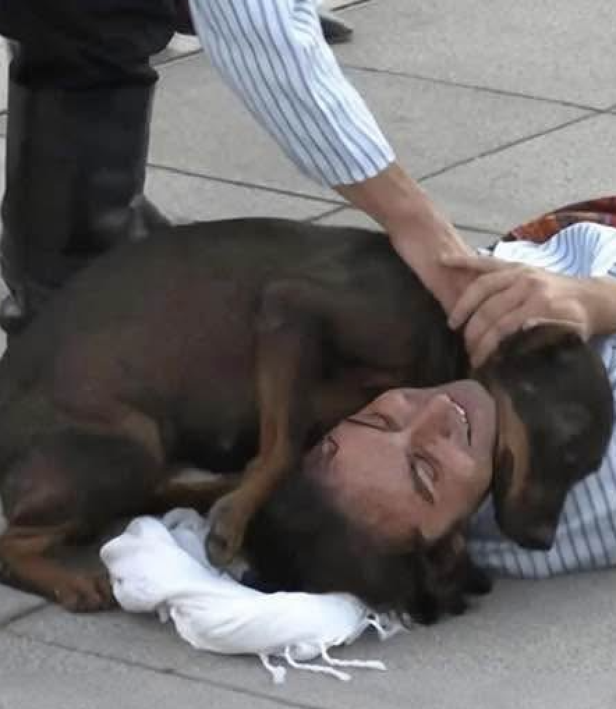 Sokak tiyatrosunda unutulmaz an: Oyuncunun acı rolüne koşan sahipsiz köpek yürekleri eritti