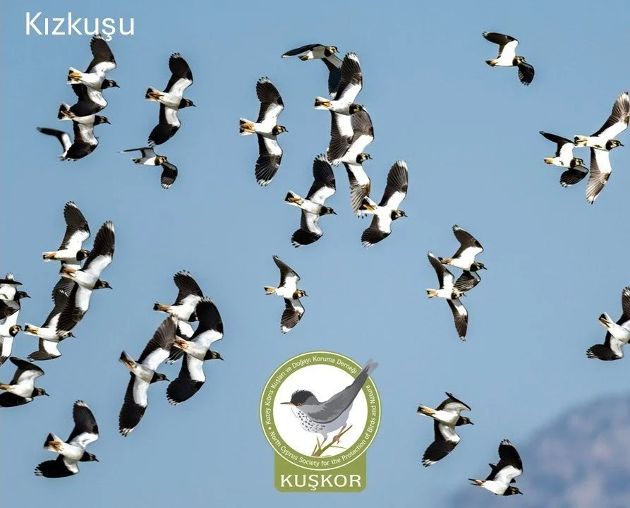 KUŞKOR ve BirdLife Cyprus, kış ortası su kuşu sayımı yaptı