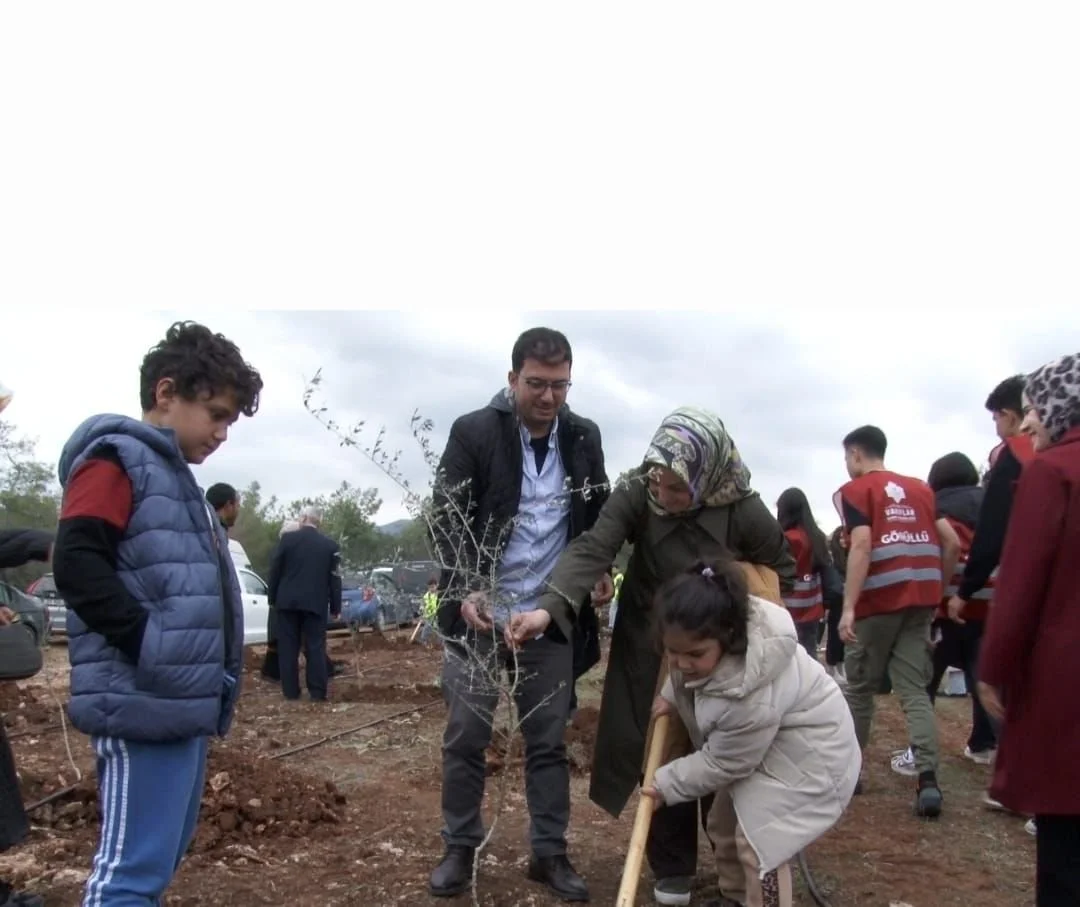 Kıbrıs’ta “100 bin zeytin fidanı” projesi başladı: İlk fidanlar Esentepe’de toprakla buluştu