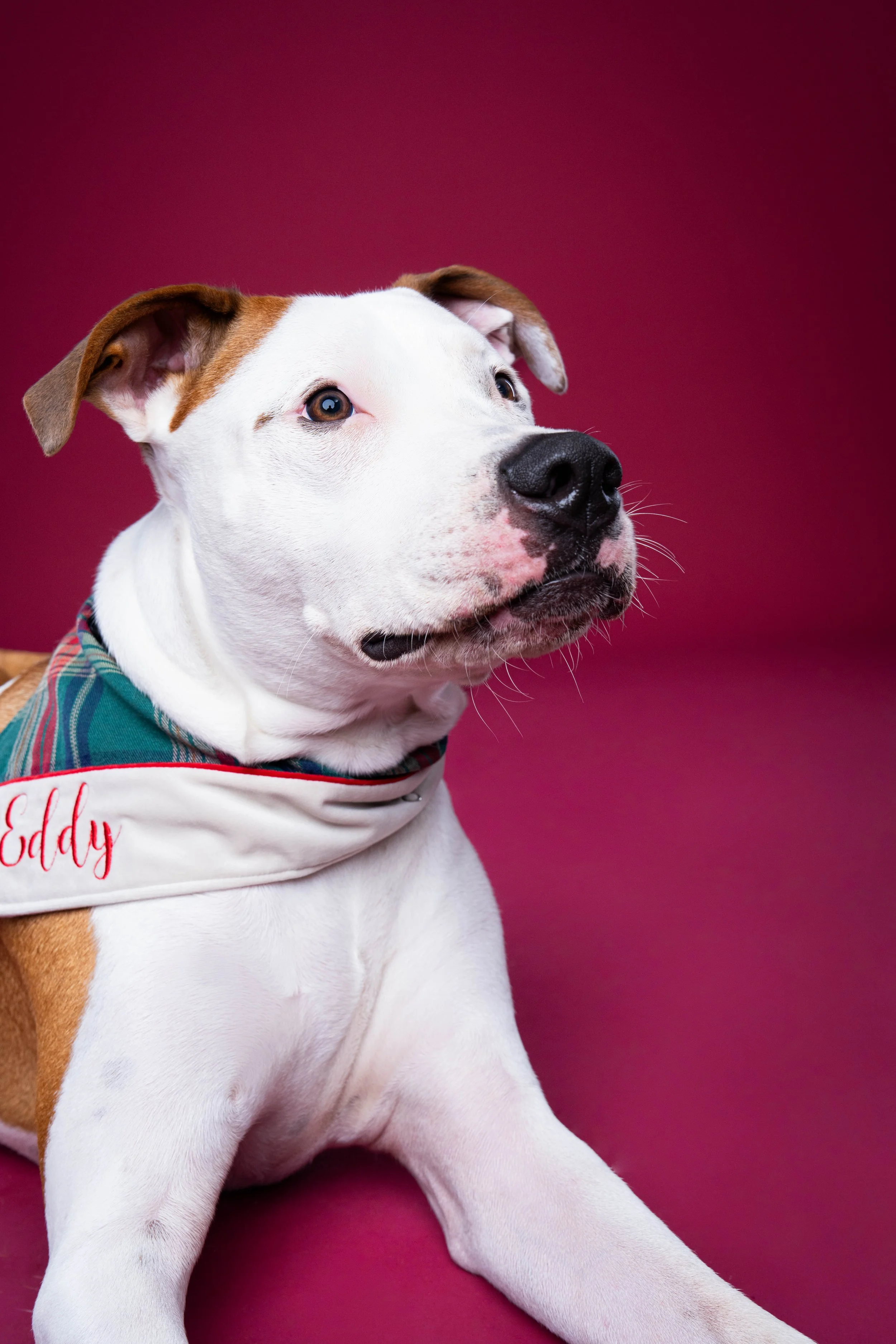 Dog photo professionally taken