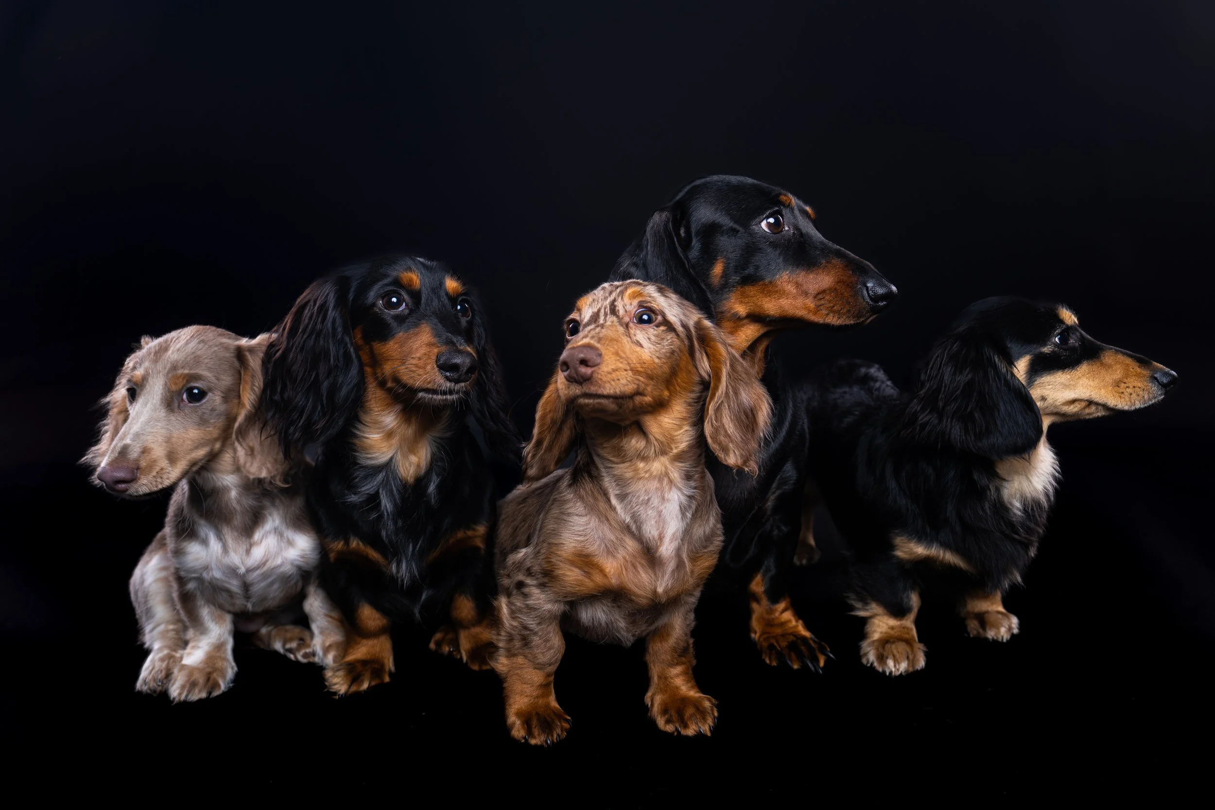 Five dachshunds of various coat colors sitting and looking in different directions against a black background.