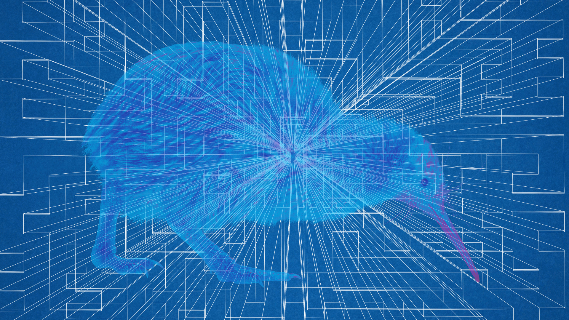 The Kiwi Blueprint: Building a Borderless Business for 2025 and Beyond