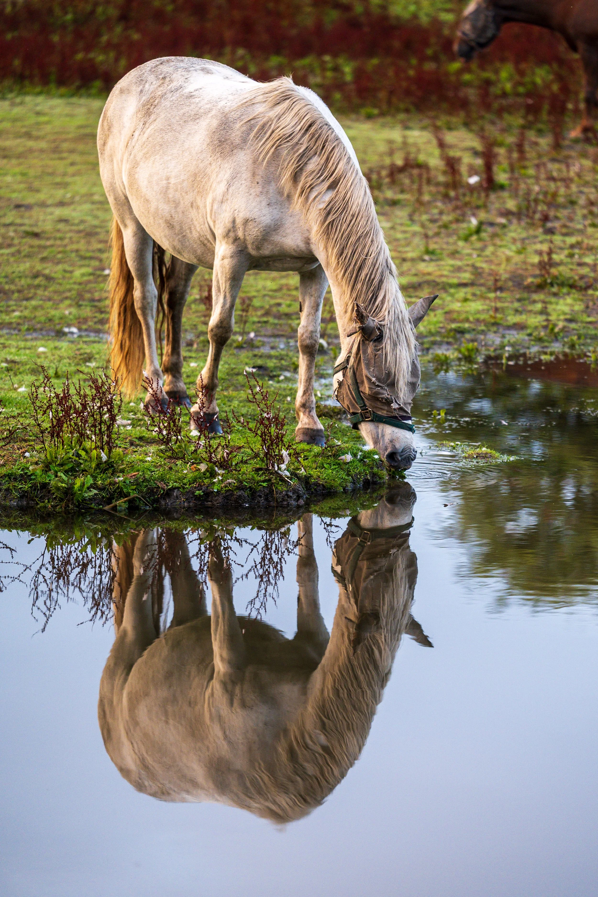 Chesterfield Canal