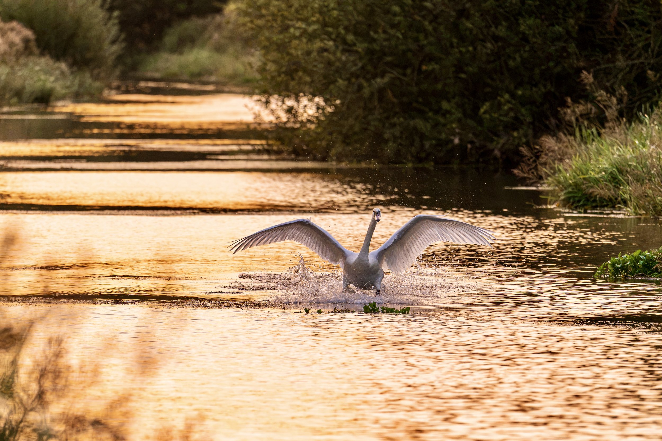 Chesterfield Canal