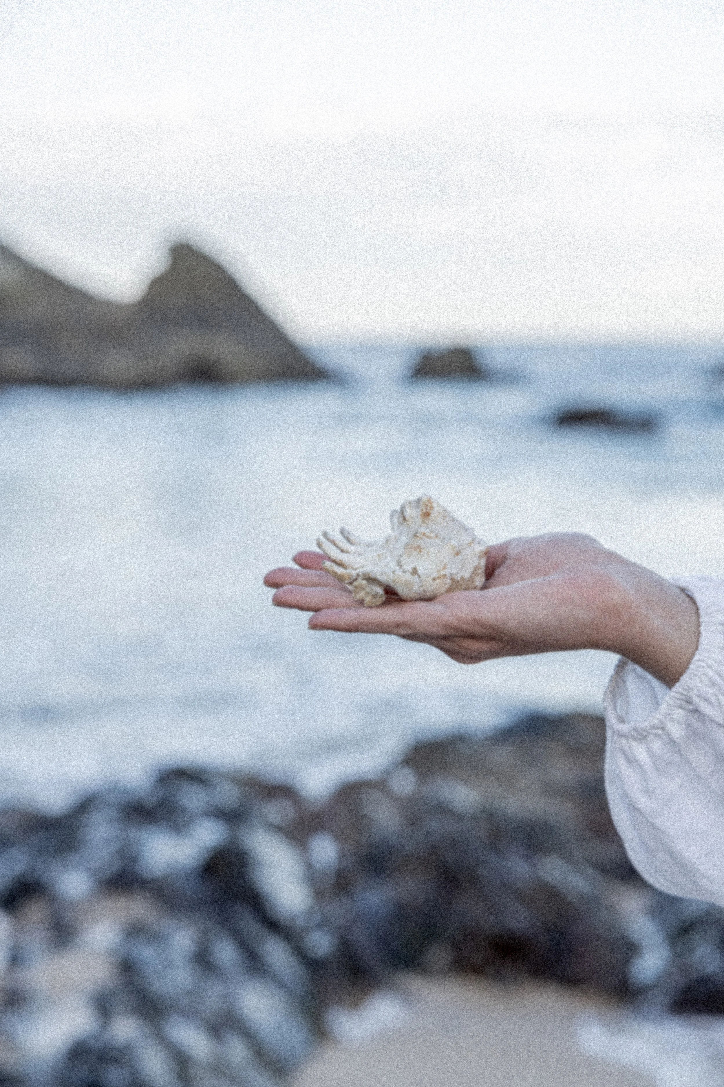 Eine offene Hand trägt eine Muschel am Meer — symbolisch für die Entdeckung der eigenen Energie, natürlichen Stärken und des persönlichen Rhythmus als Grundlage für ein stimmiges Business.