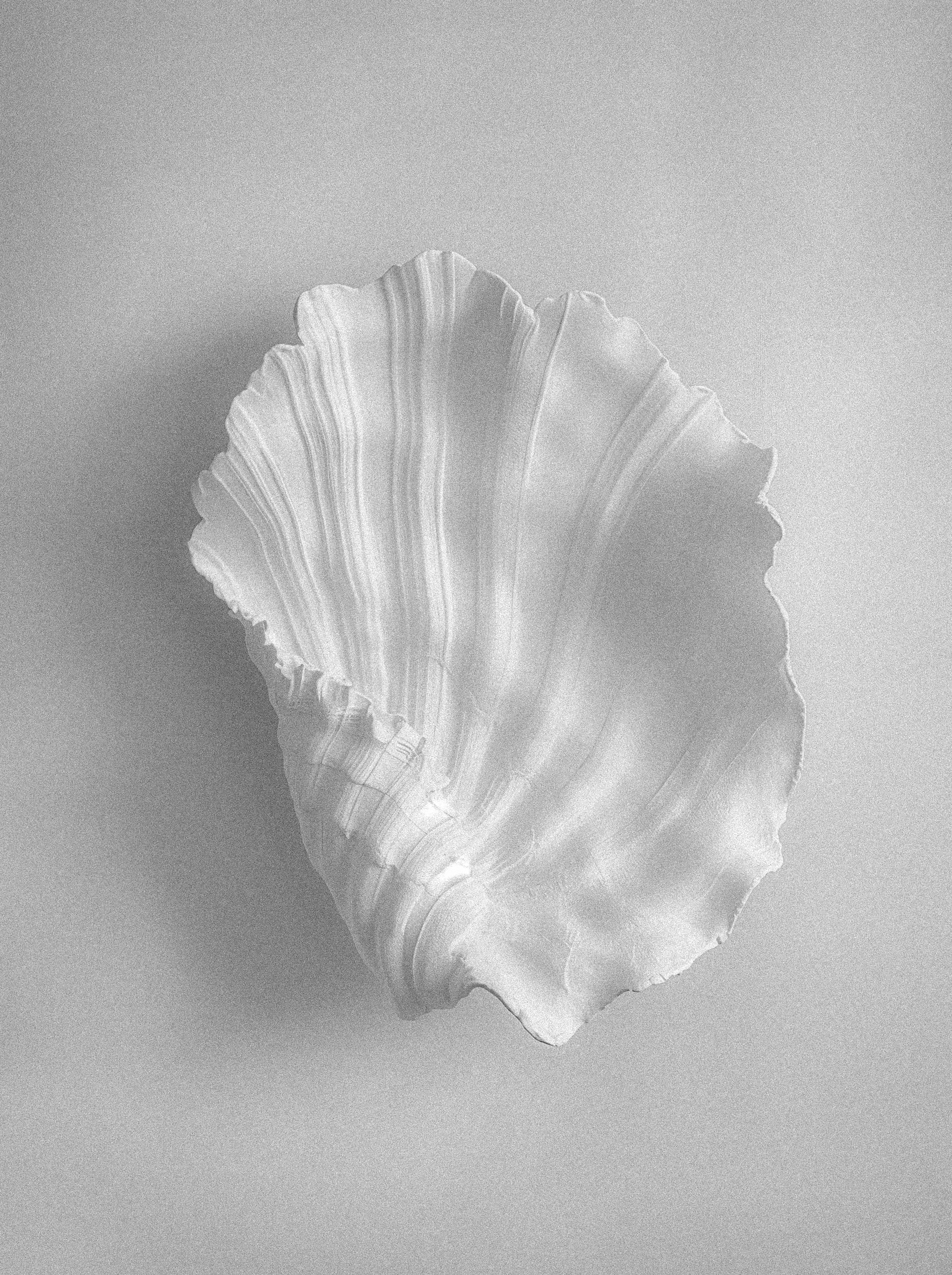 weisse-muschel-bazi-insight-session