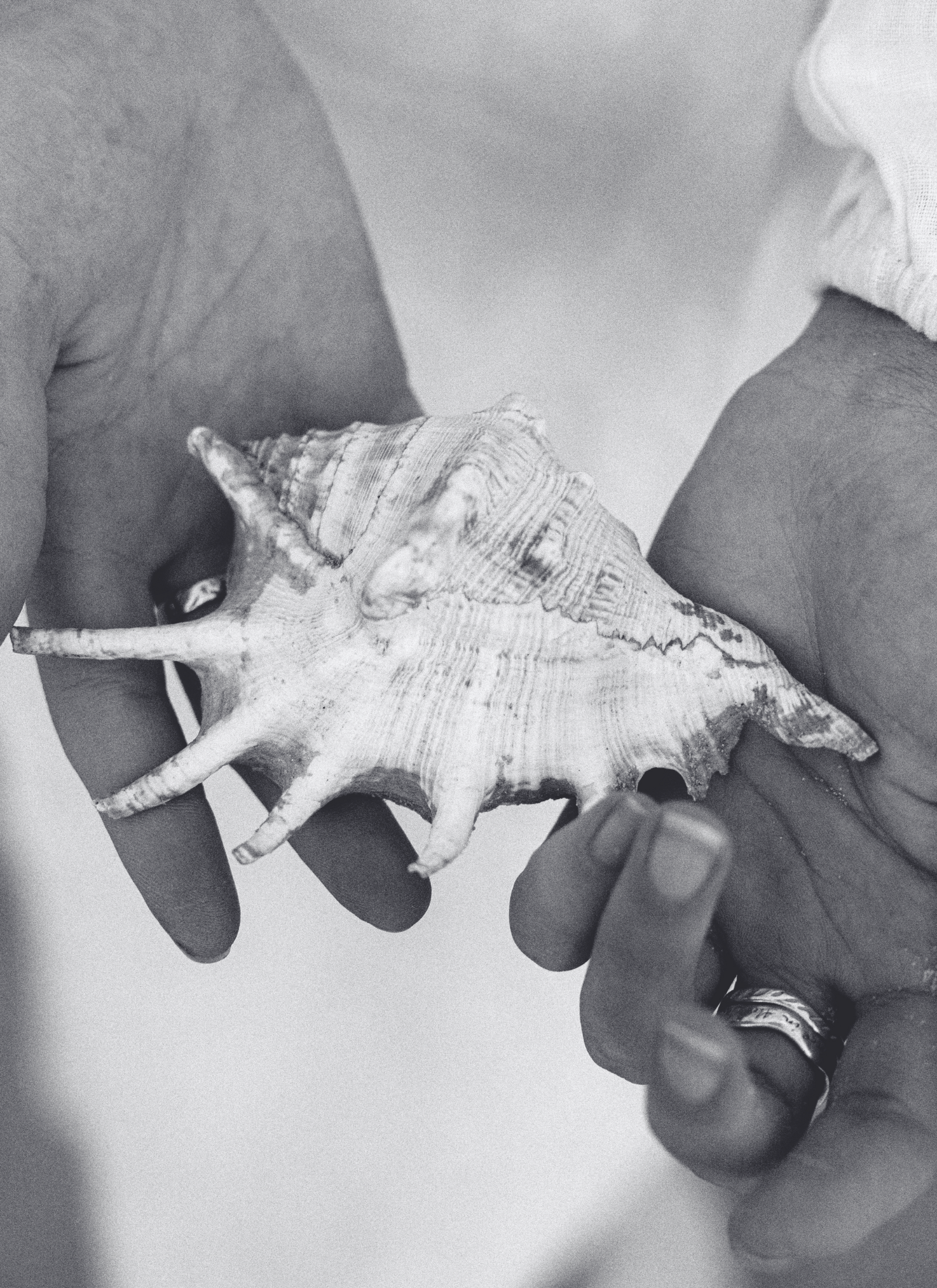 Hände halten eine geöffnete Muschel – Symbol für Identität, innere Essenz und achtsames Brand Identity Mentoring.