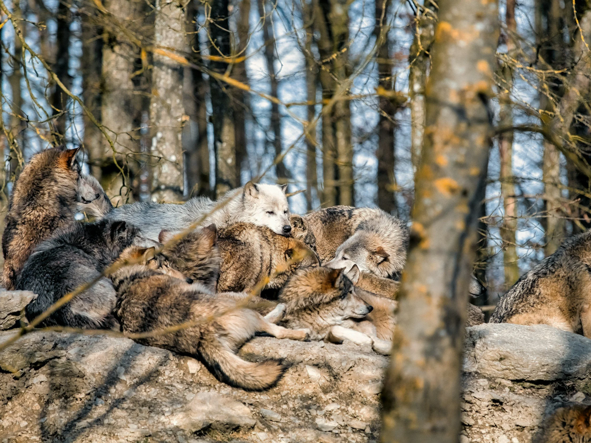 Wölfe auf einem Felsen im Tierpark von Bad Mergentheim