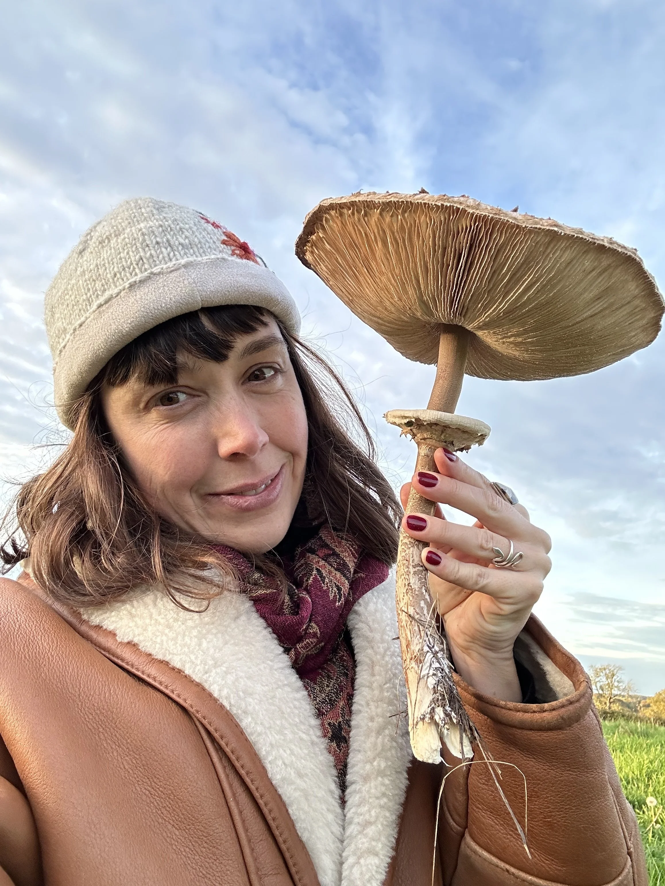 Giant parasol mushroom!