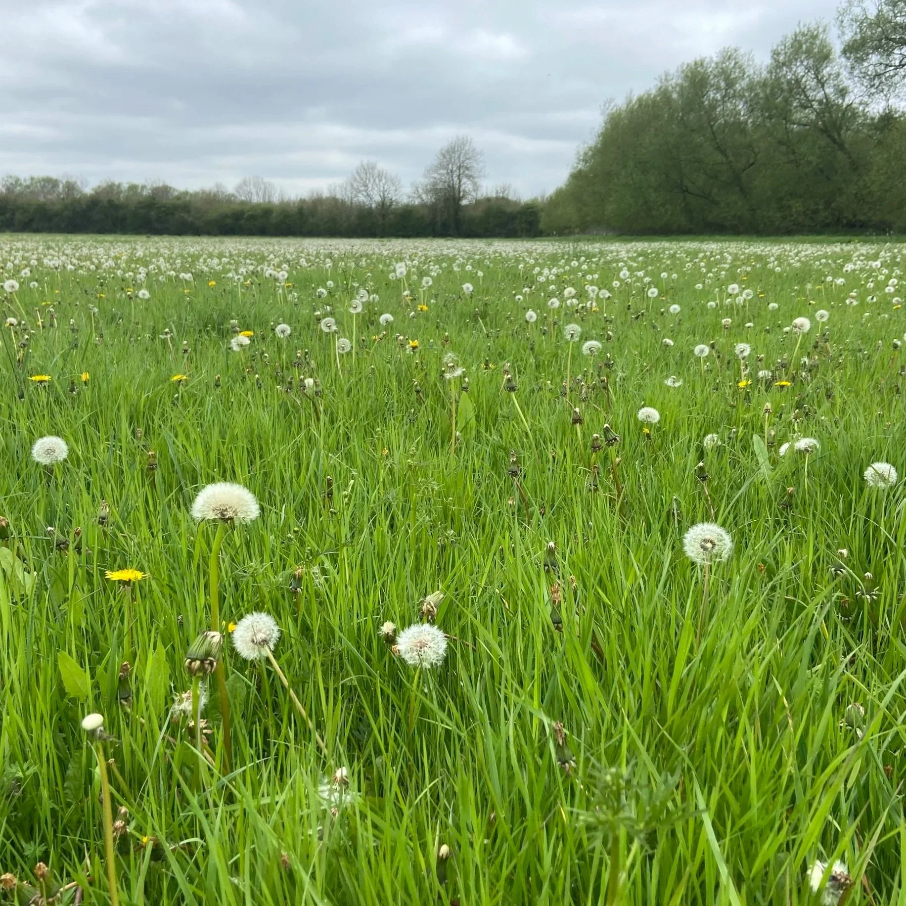 Dandelion meadow