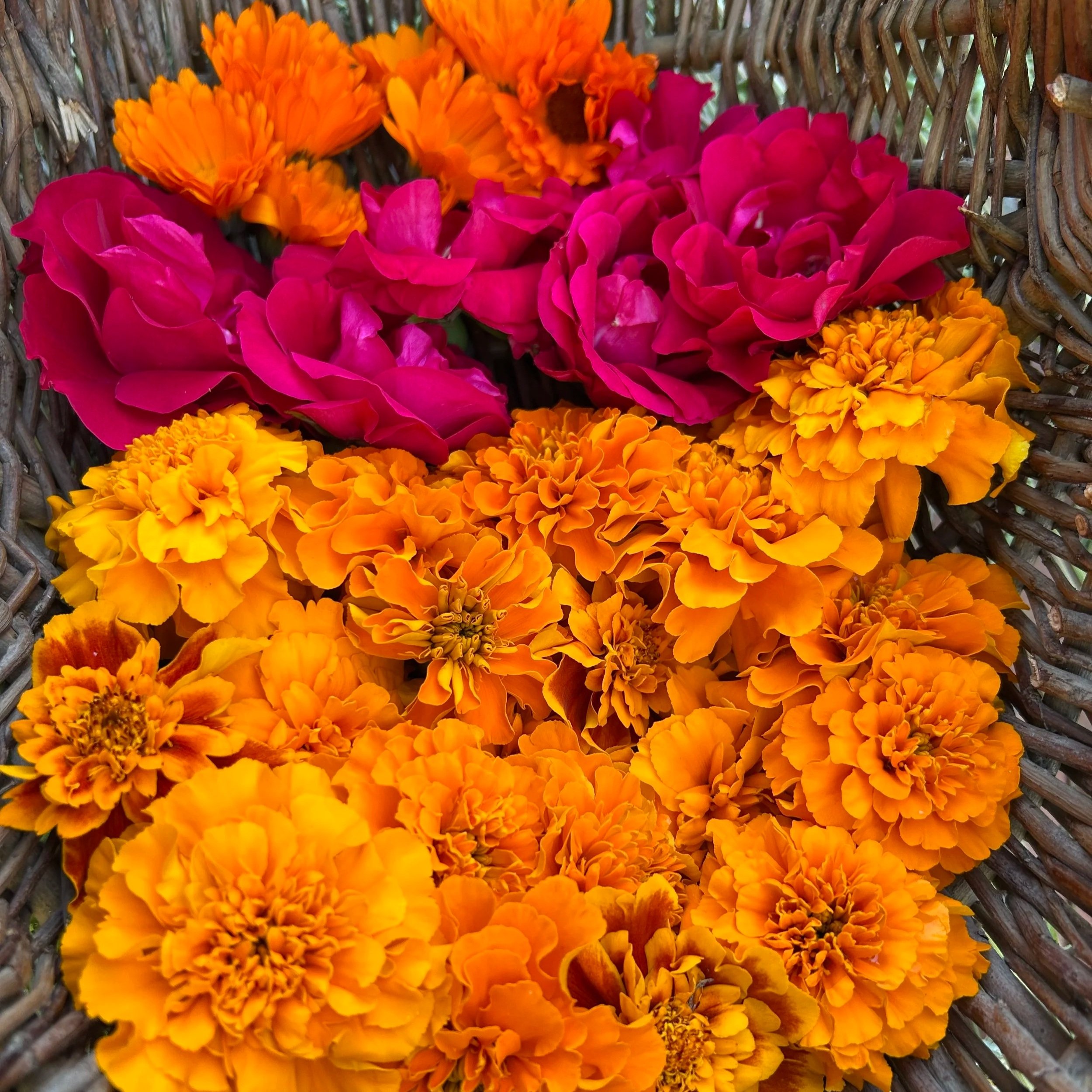 Marigold and rose