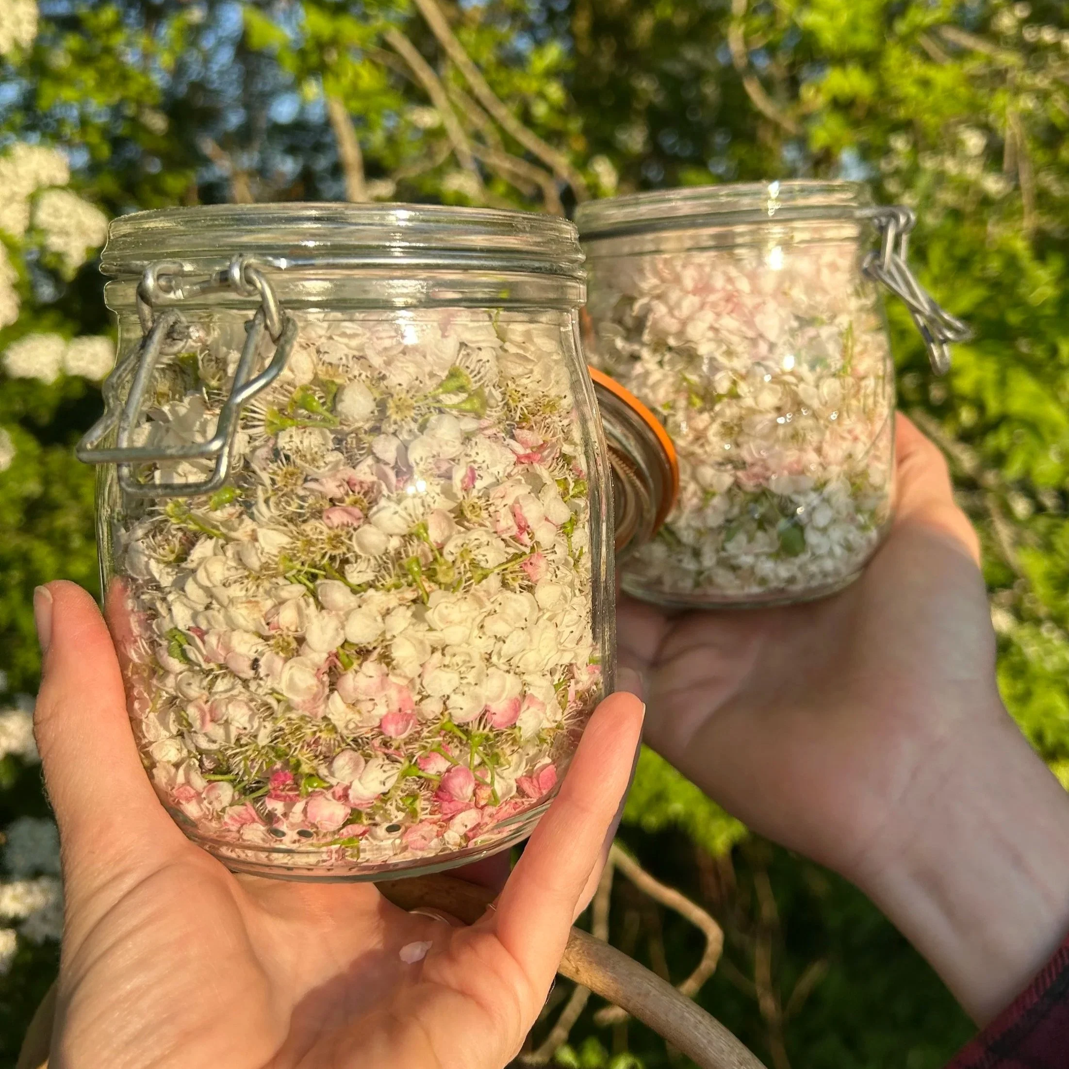 Mayflower foraging