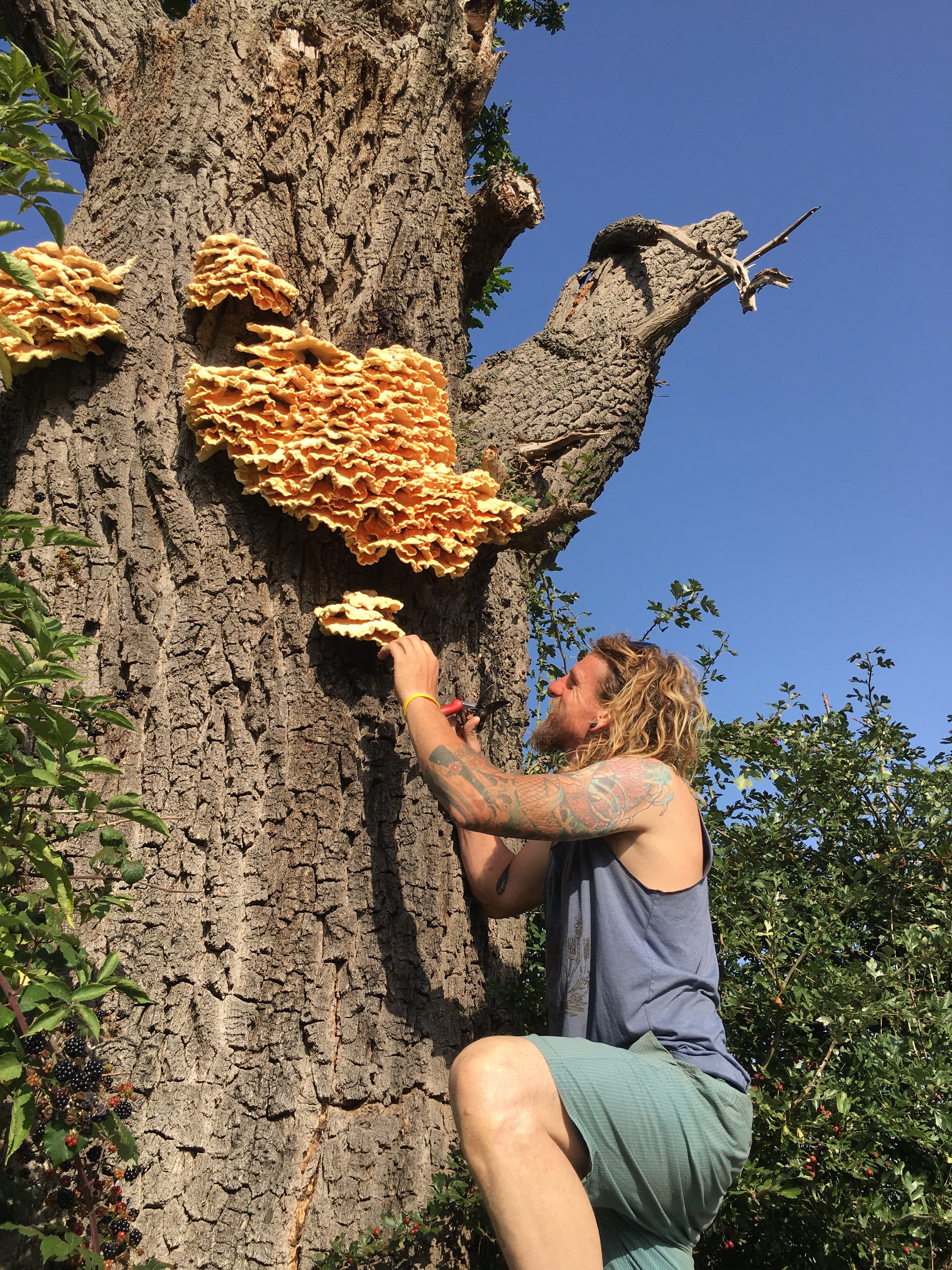 Chicken of the woods bounty!