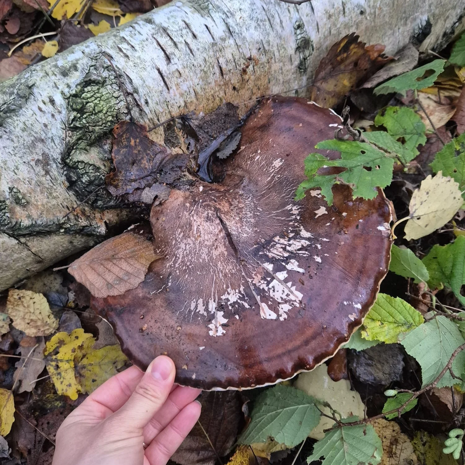 Birch Polypore!