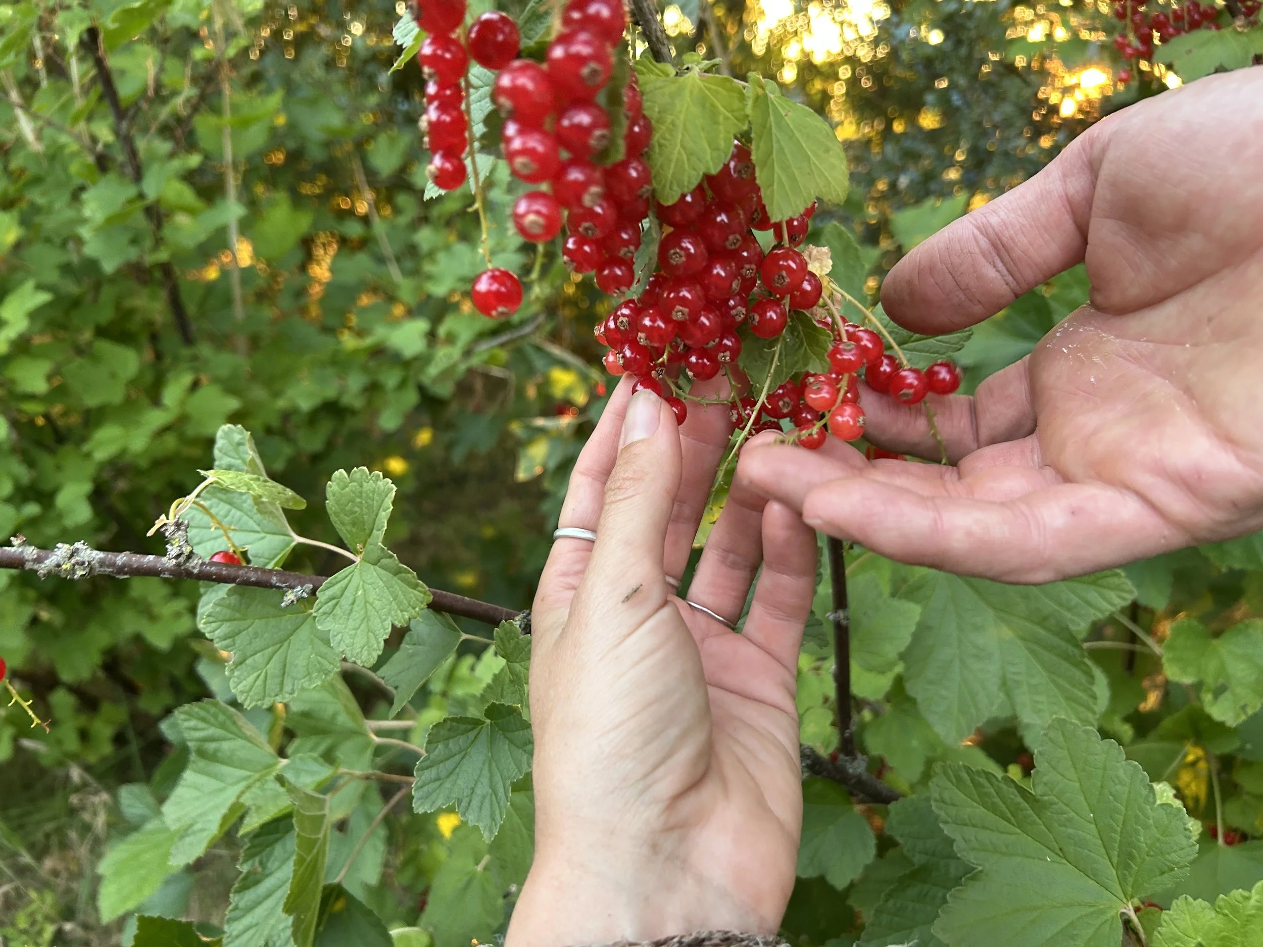 Red currents, growing in the hedgerow by a field!