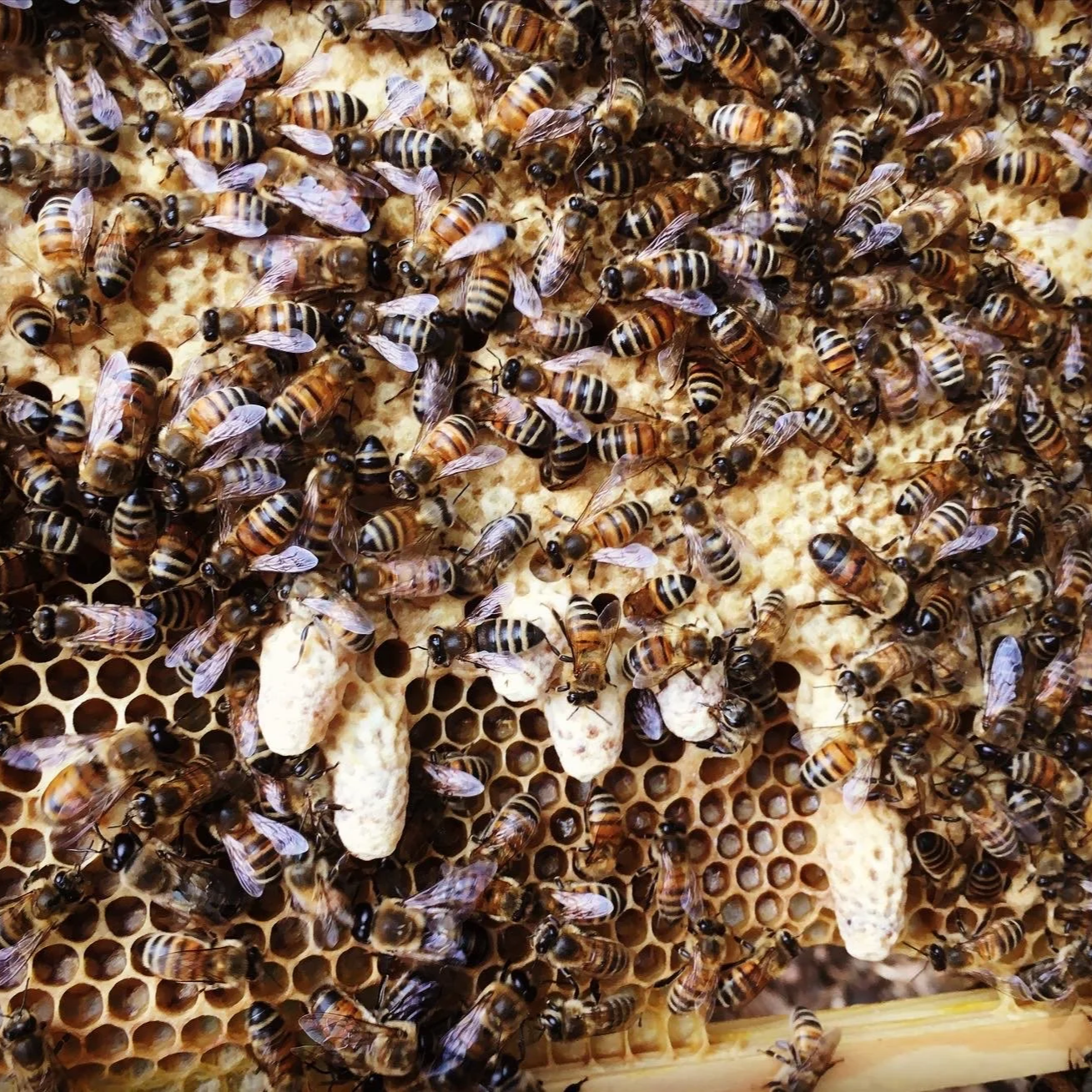 Organic honey bees