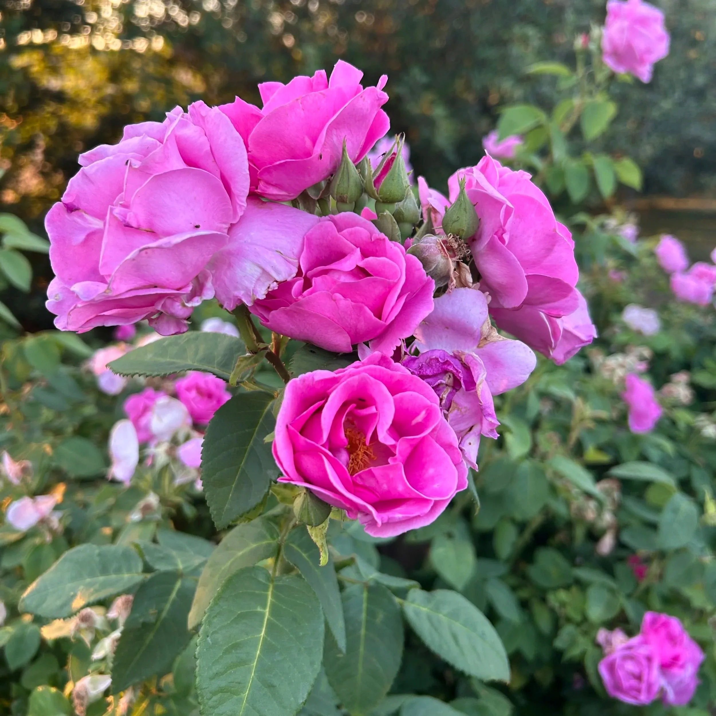 Wild rose